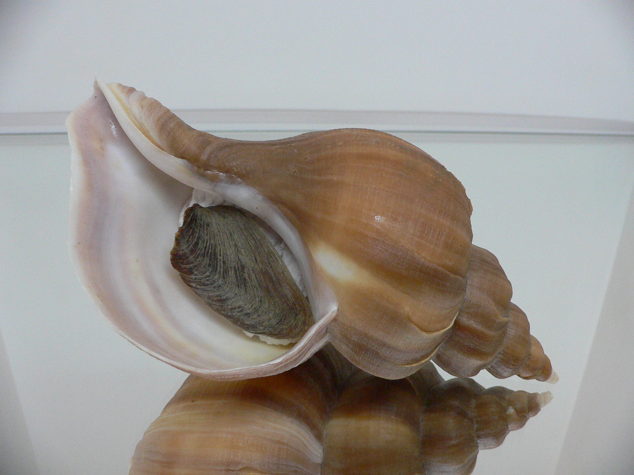 Neptunea constricta LIGHT STRIP