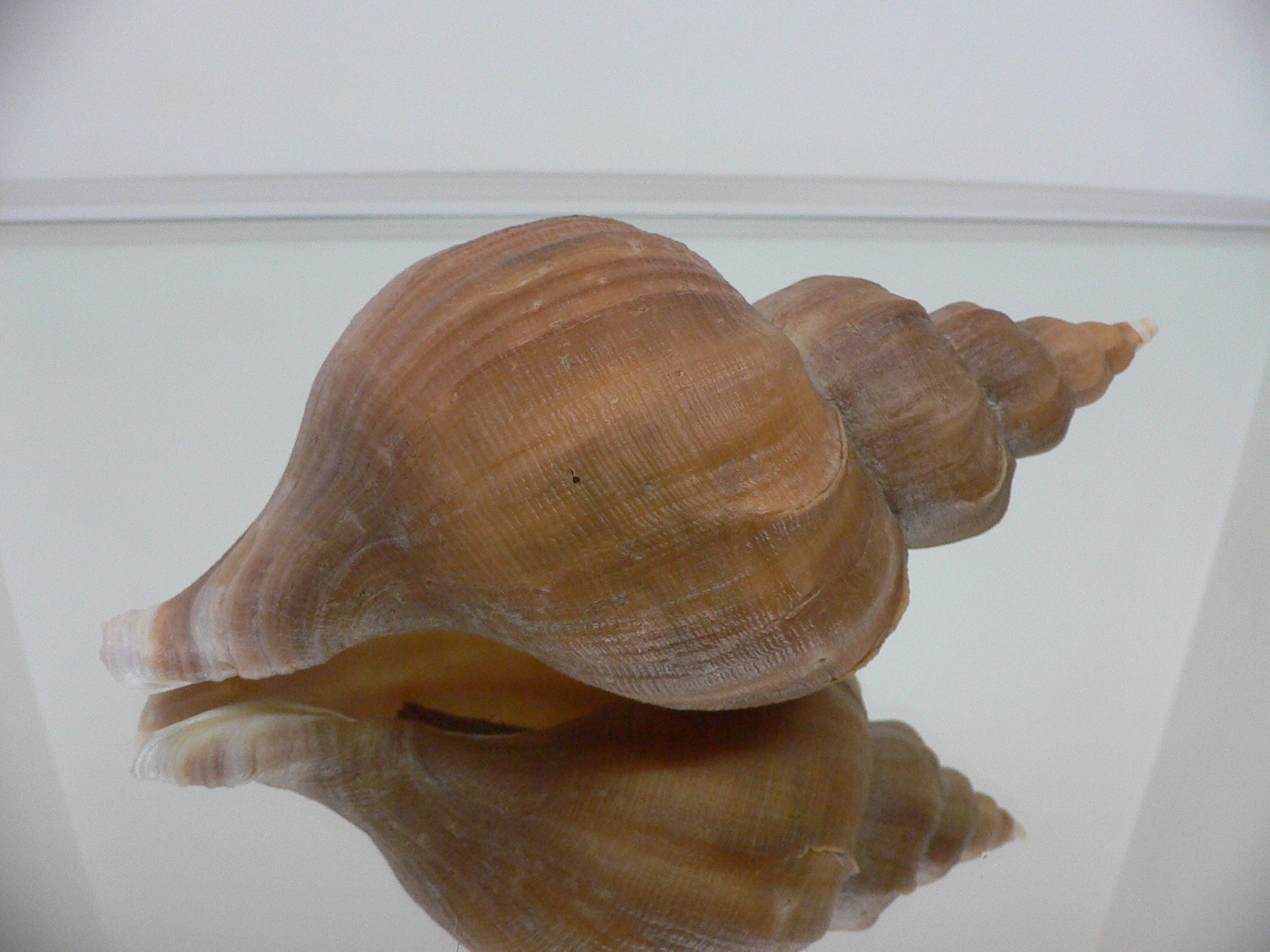 Neptunea constricta LIGHT STRIP