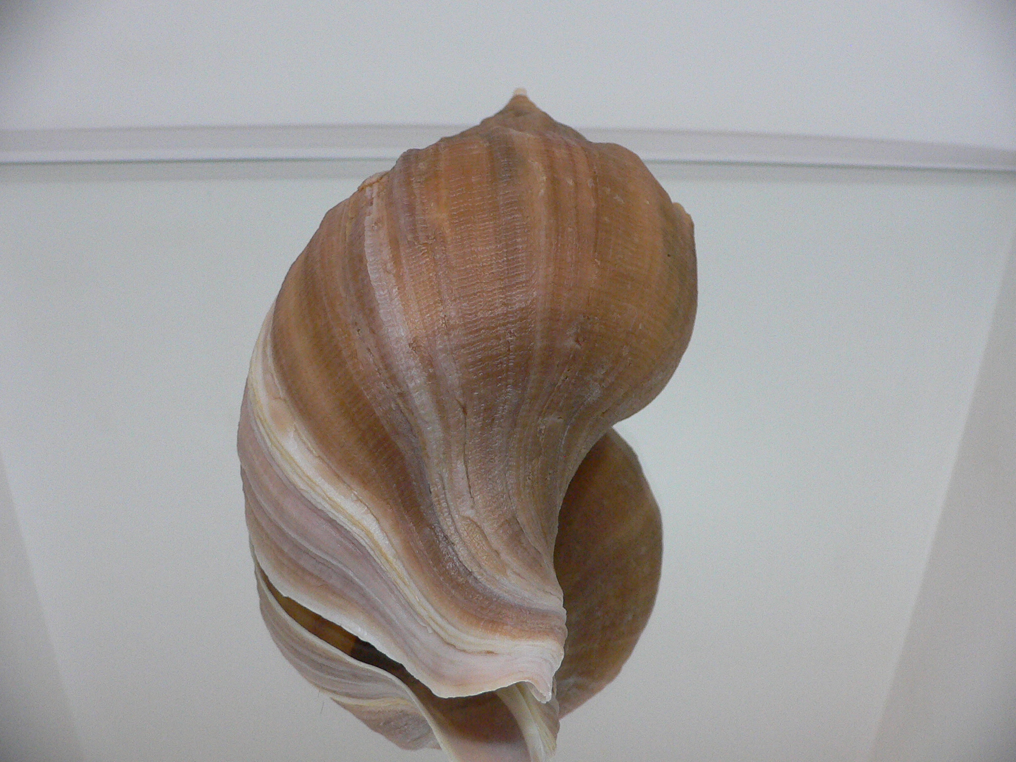 Neptunea constricta LIGHT STRIP