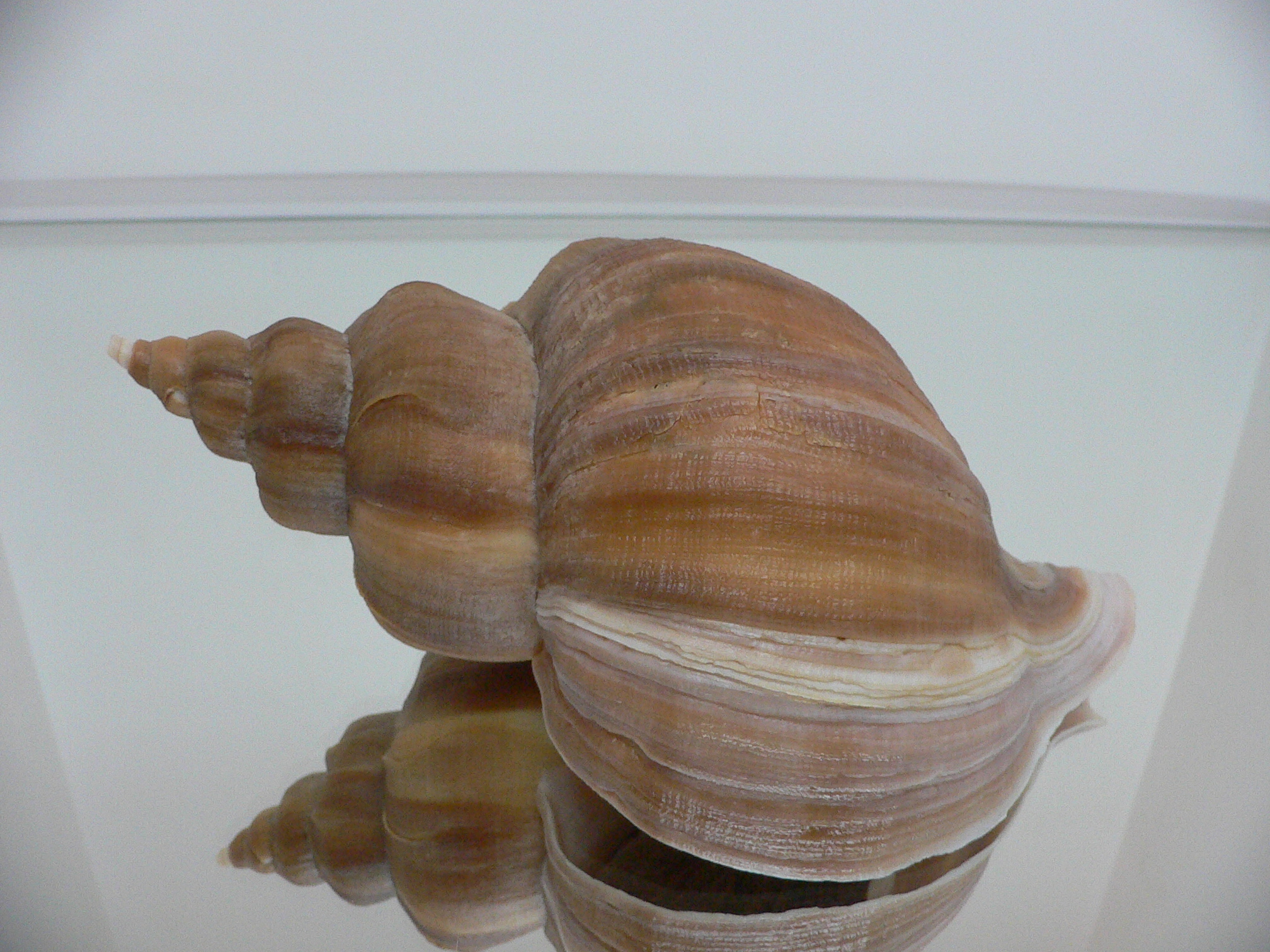 Neptunea constricta LIGHT STRIP