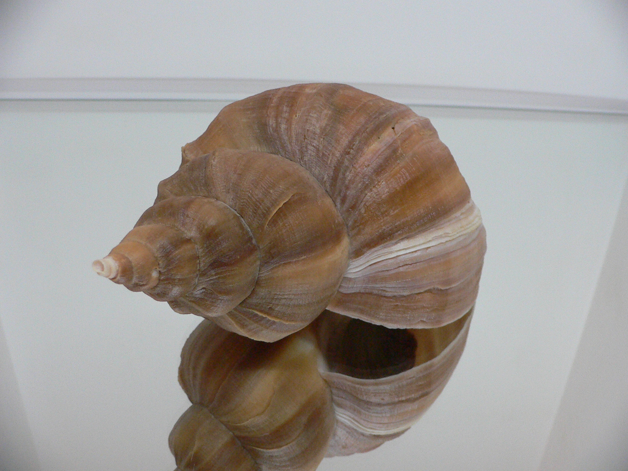 Neptunea constricta LIGHT STRIP