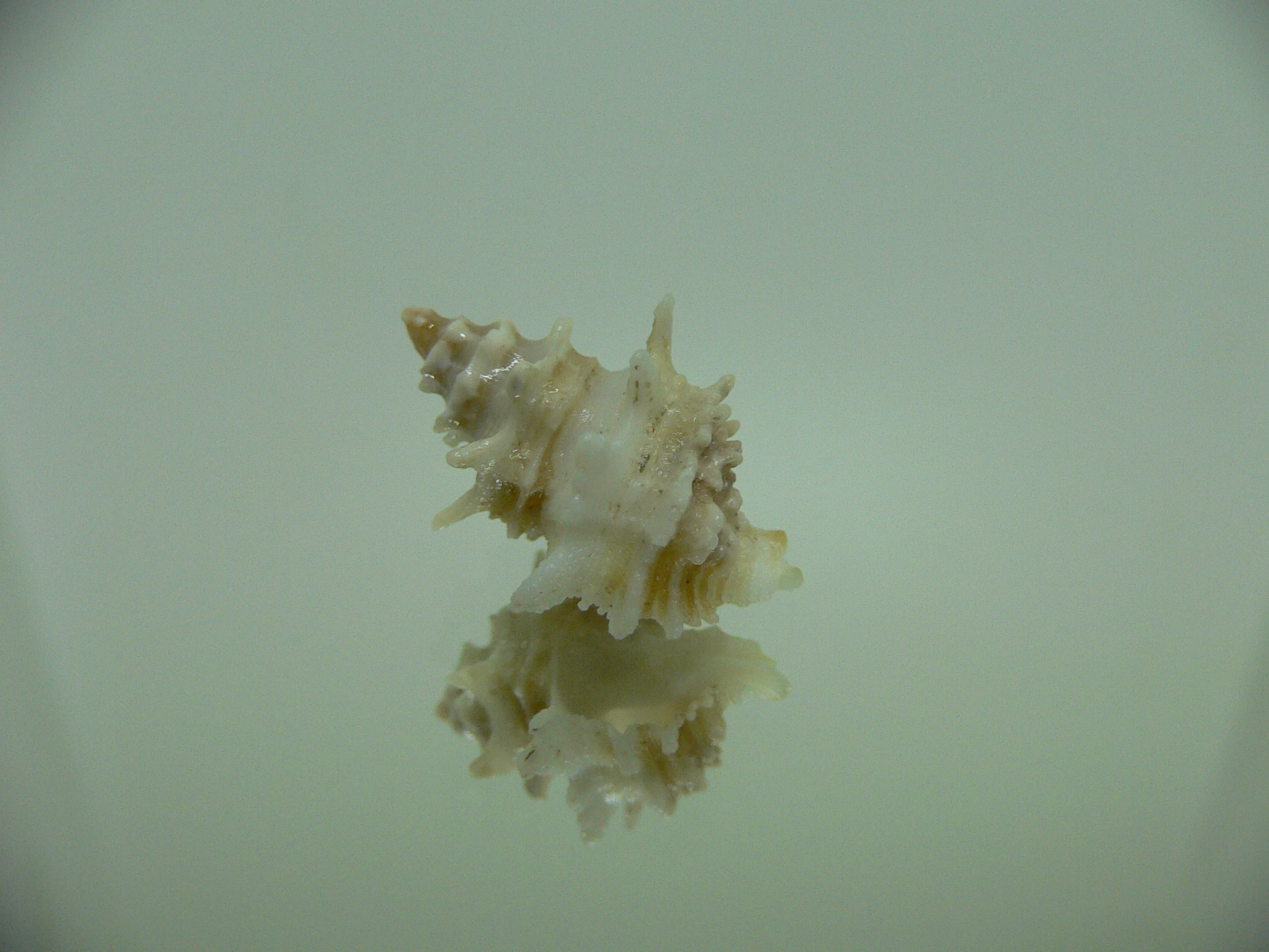 Babelomurex bernardi ENDEMIC & BARBED