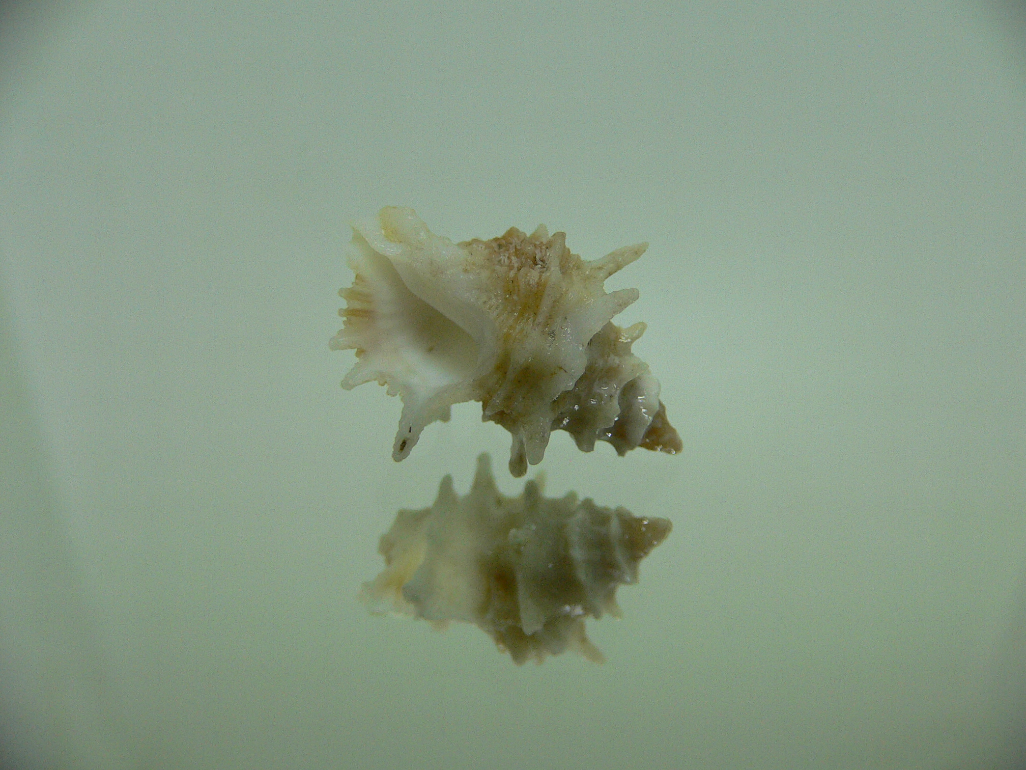 Babelomurex bernardi ENDEMIC & BARBED