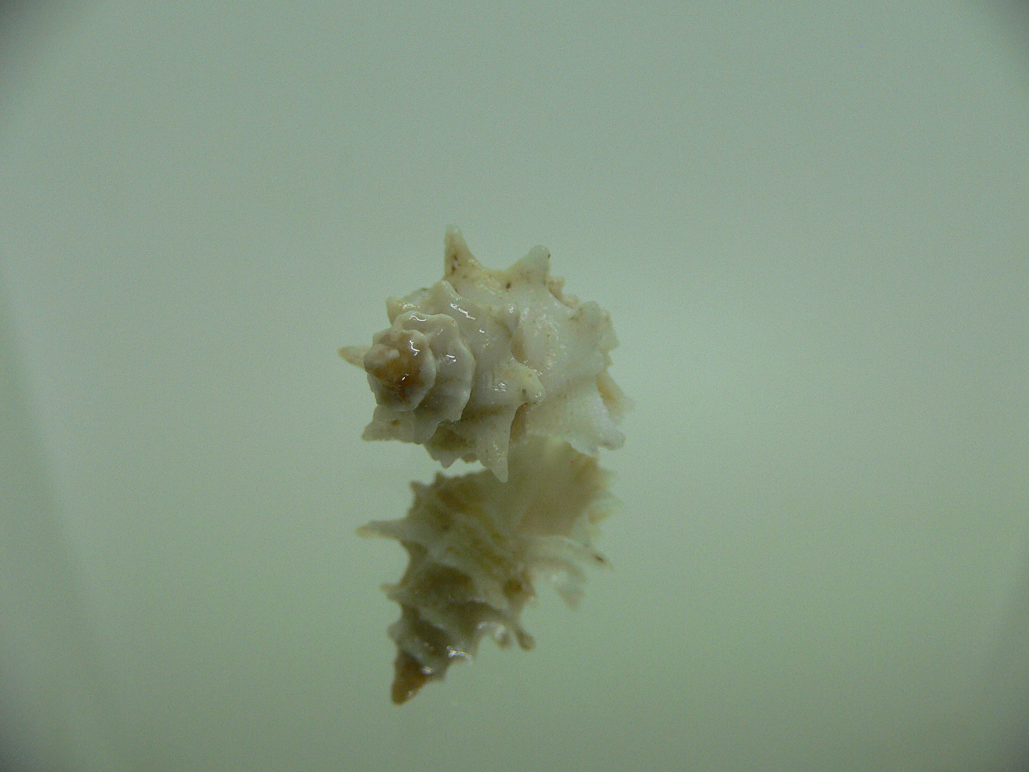 Babelomurex bernardi ENDEMIC & BARBED