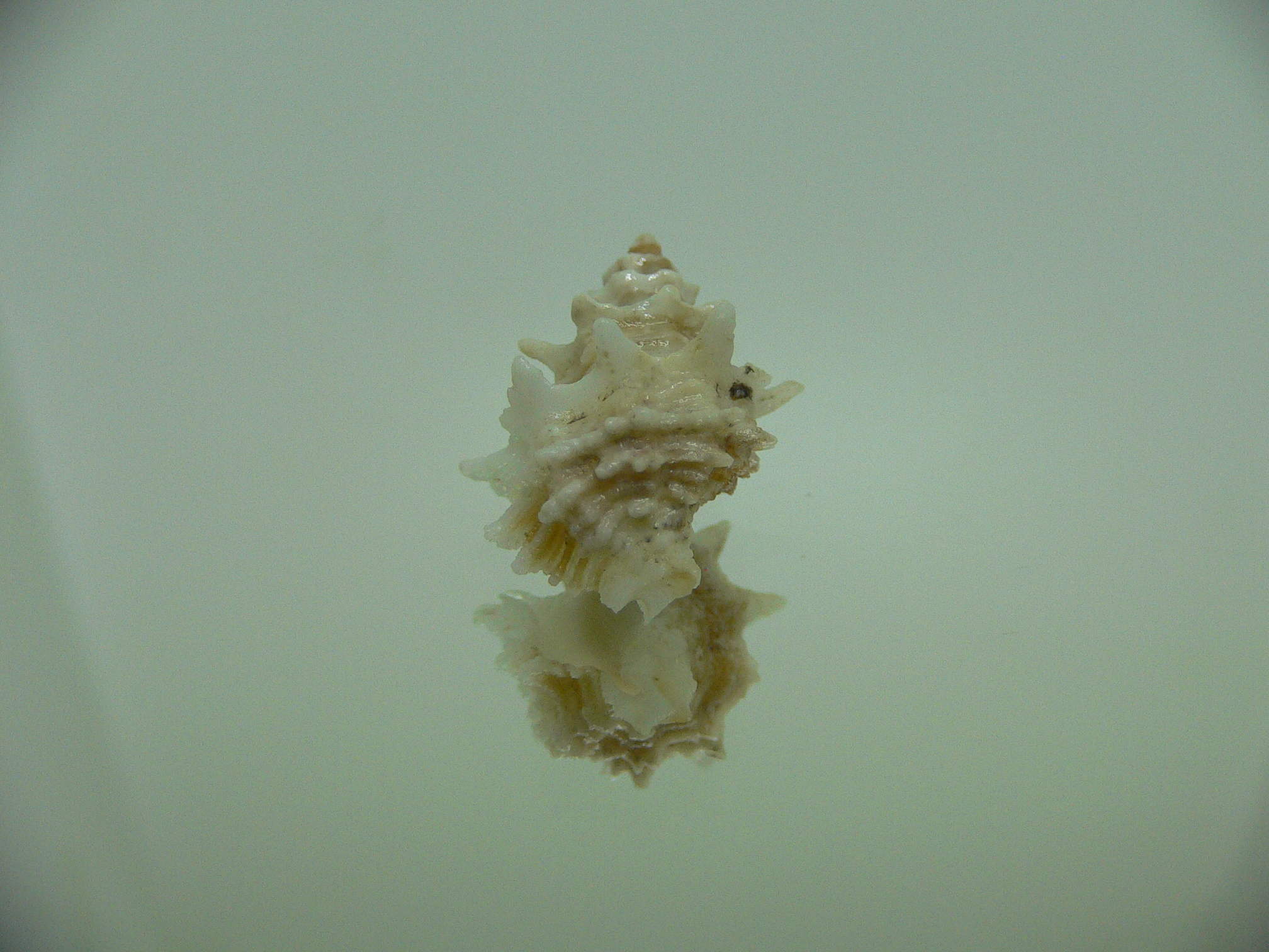 Babelomurex bernardi ENDEMIC & BARBED