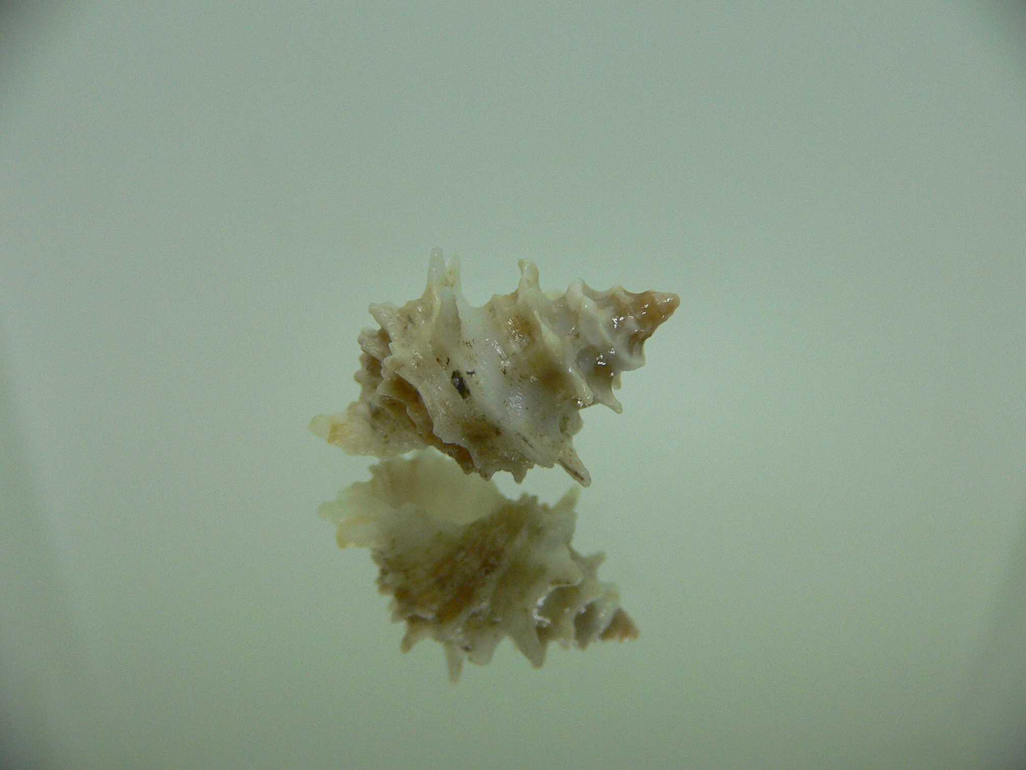 Babelomurex bernardi ENDEMIC & BARBED