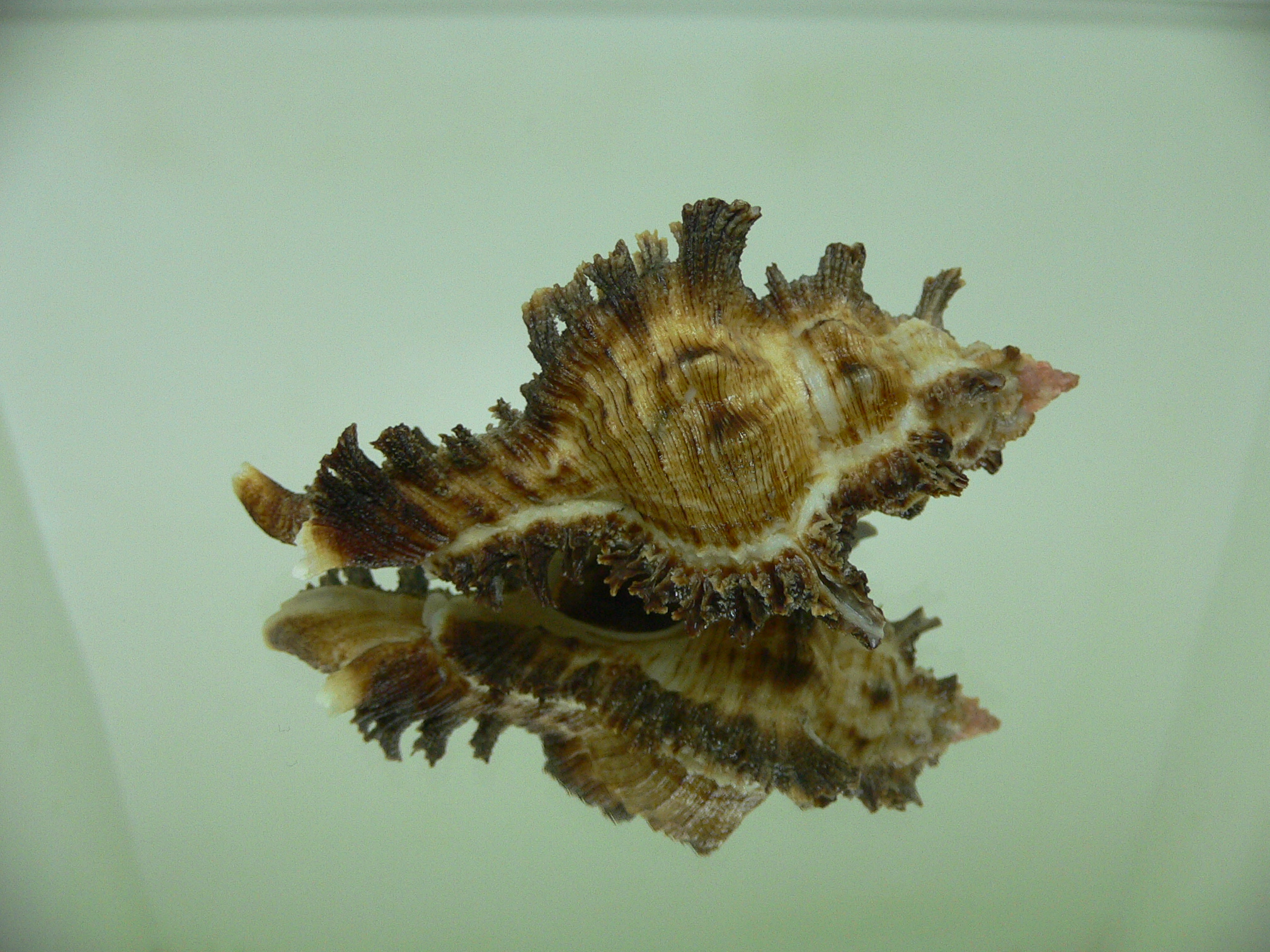 Chicoreus bourguignati