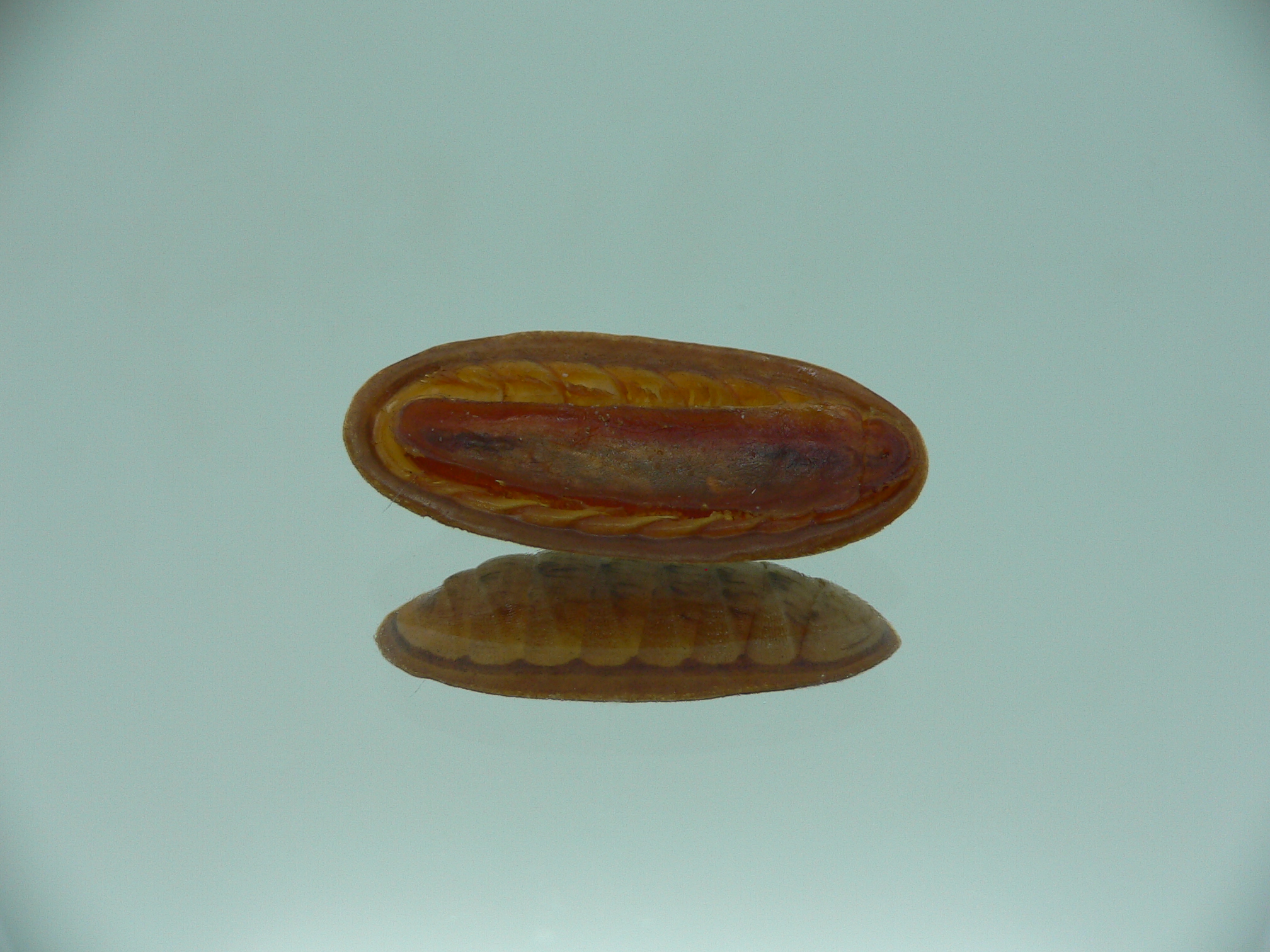 Rhyssoplax exoptanda ENDEMIC & RUSTY