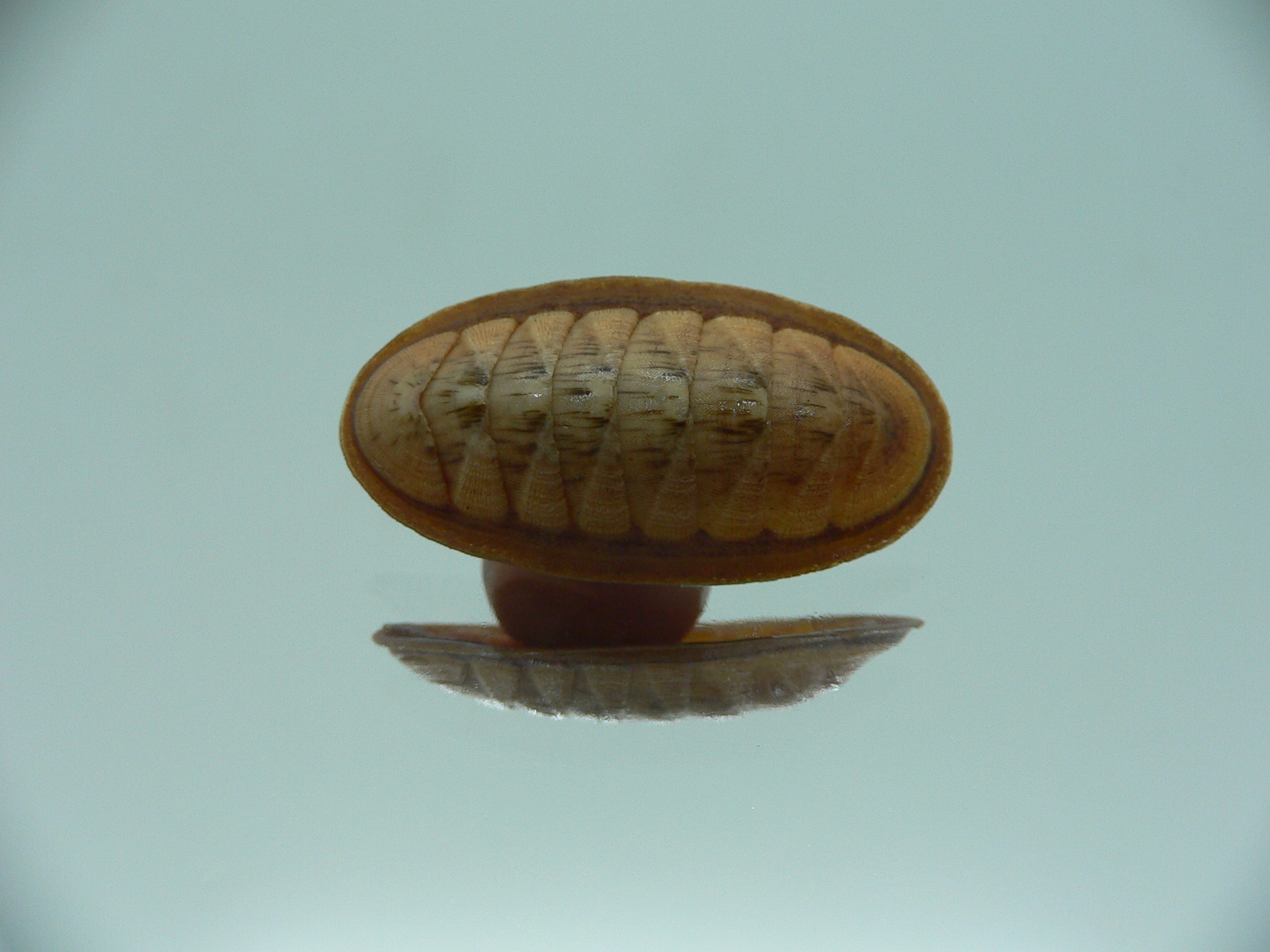 Rhyssoplax exoptanda ENDEMIC & RUSTY