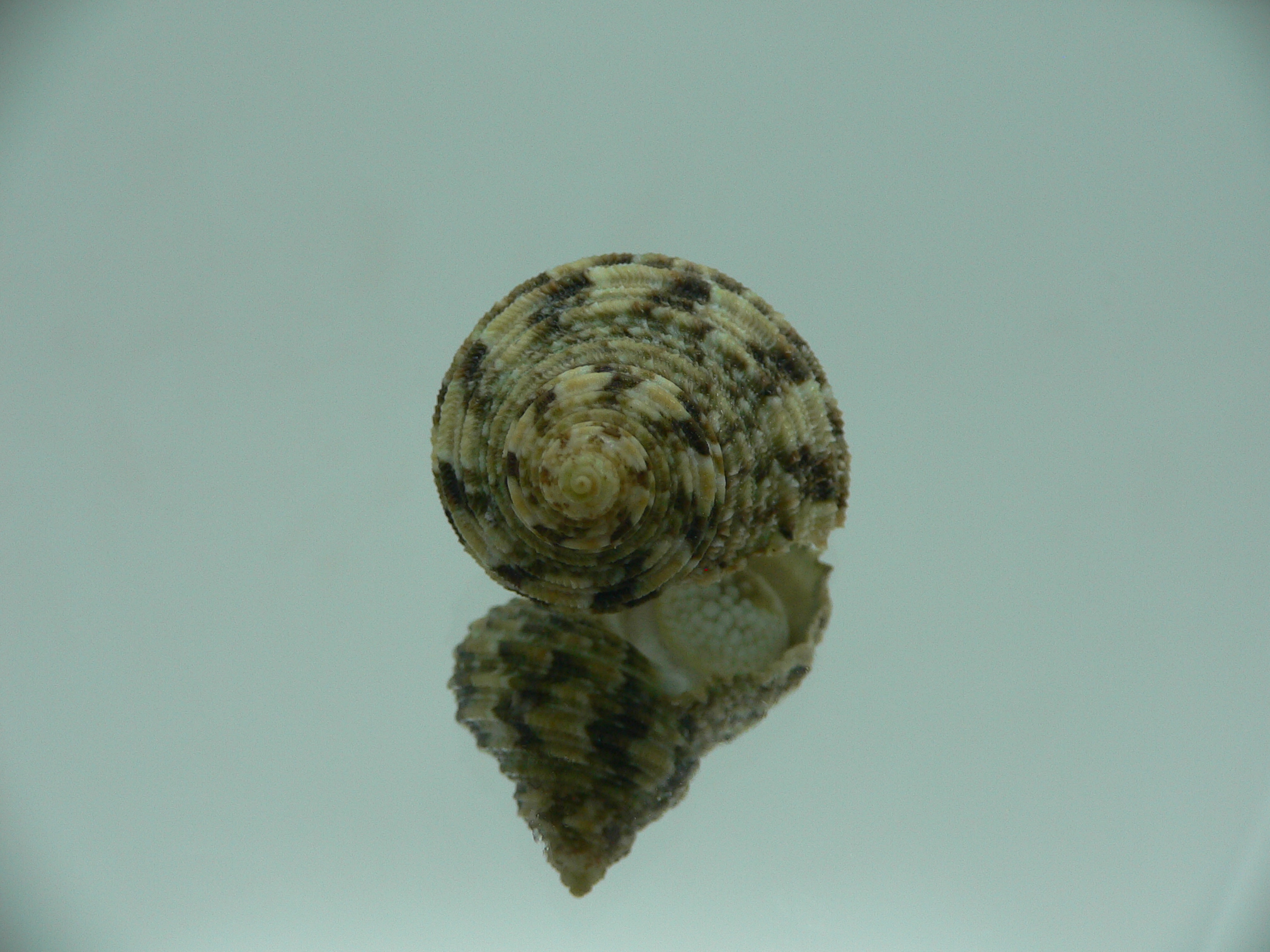 Turbo kenwilliamsi ENDEMIC DWARF 1