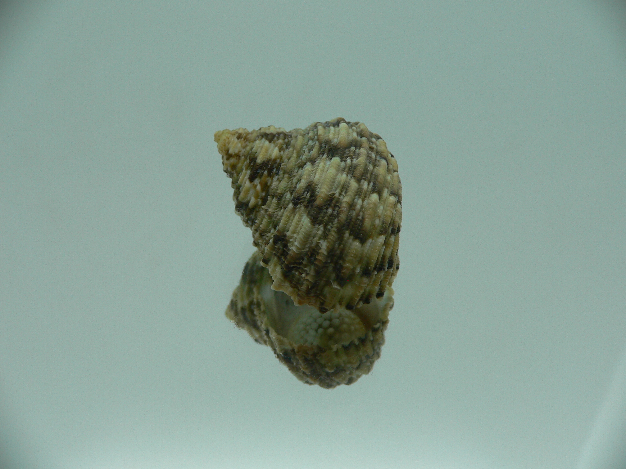 Turbo kenwilliamsi ENDEMIC DWARF 1