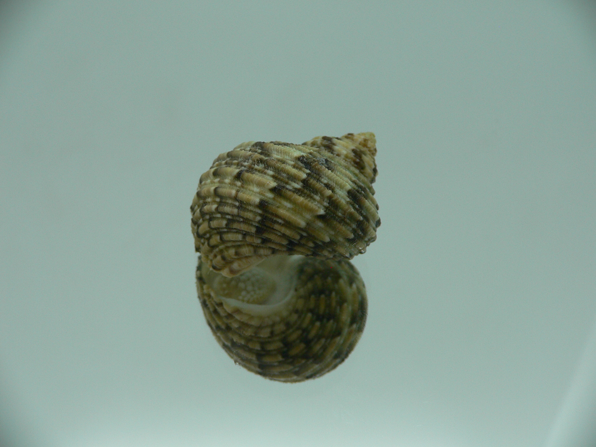 Turbo kenwilliamsi ENDEMIC DWARF 1