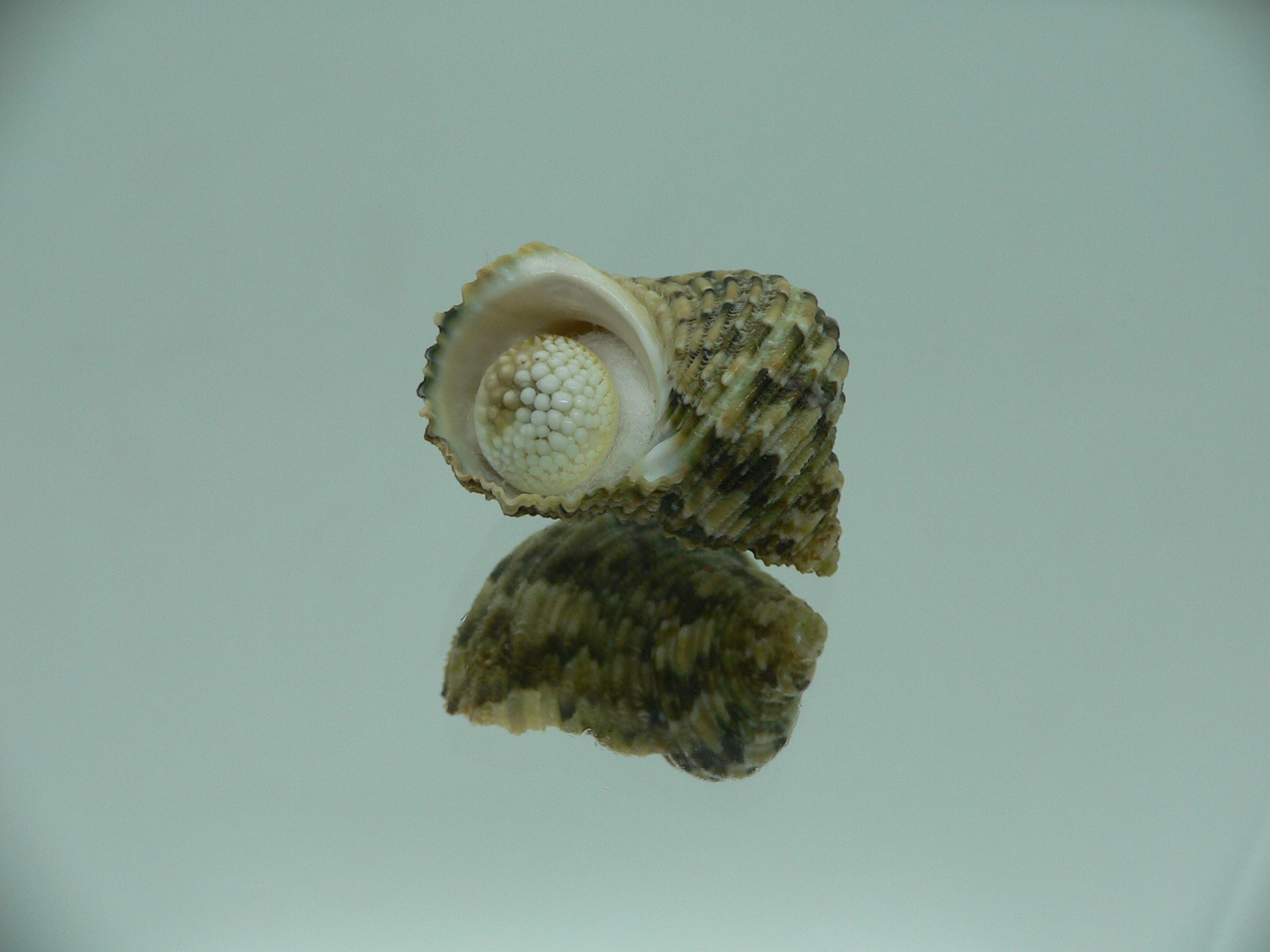 Turbo kenwilliamsi ENDEMIC DWARF 1