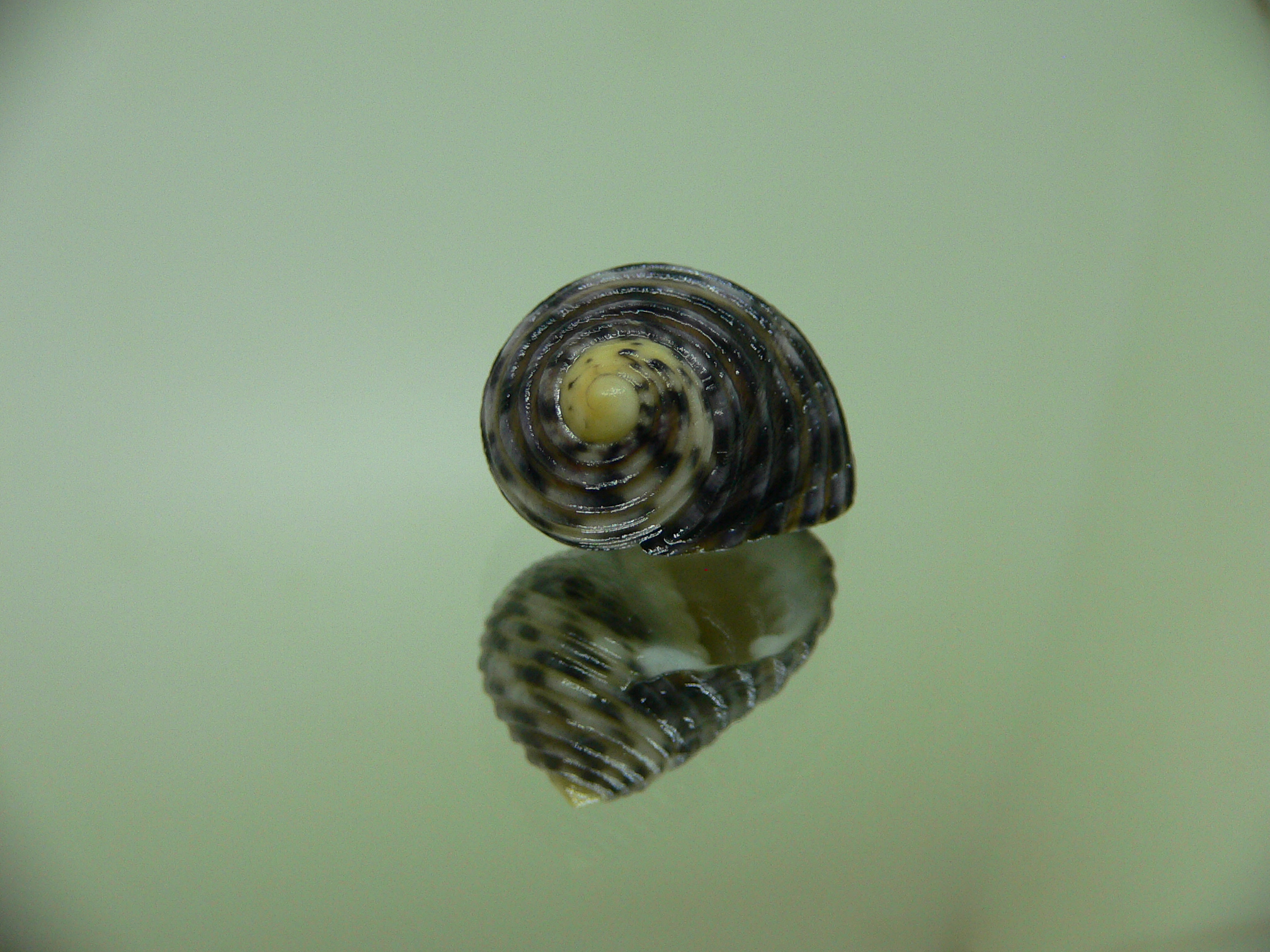 Nerita cf. versicolor MOTLEY