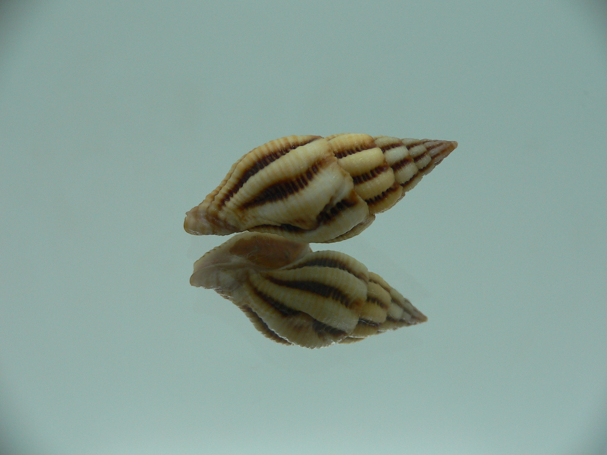 Peristernia reincarnata VERY BIG & SUPER