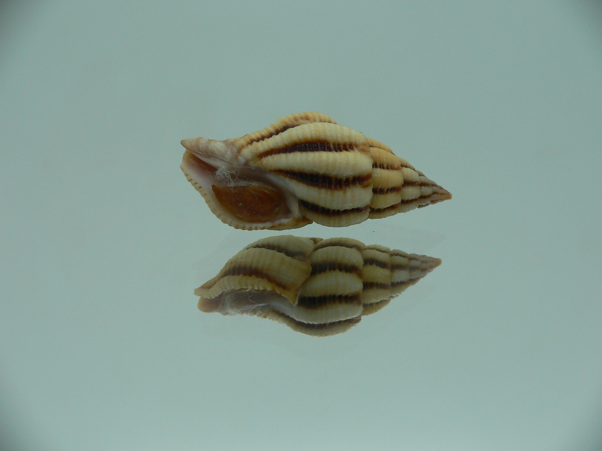 Peristernia reincarnata VERY BIG & SUPER