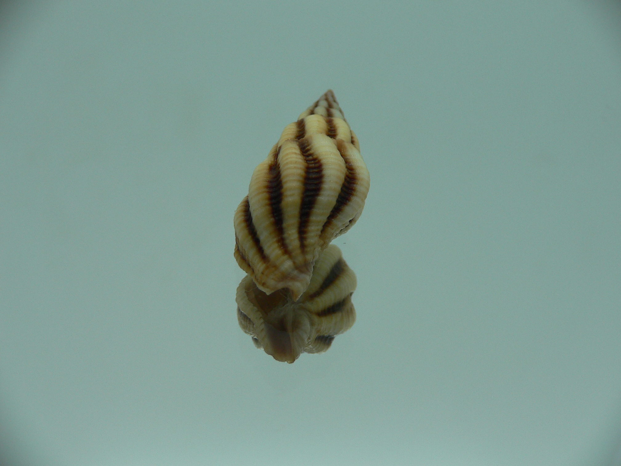 Peristernia reincarnata VERY BIG & SUPER