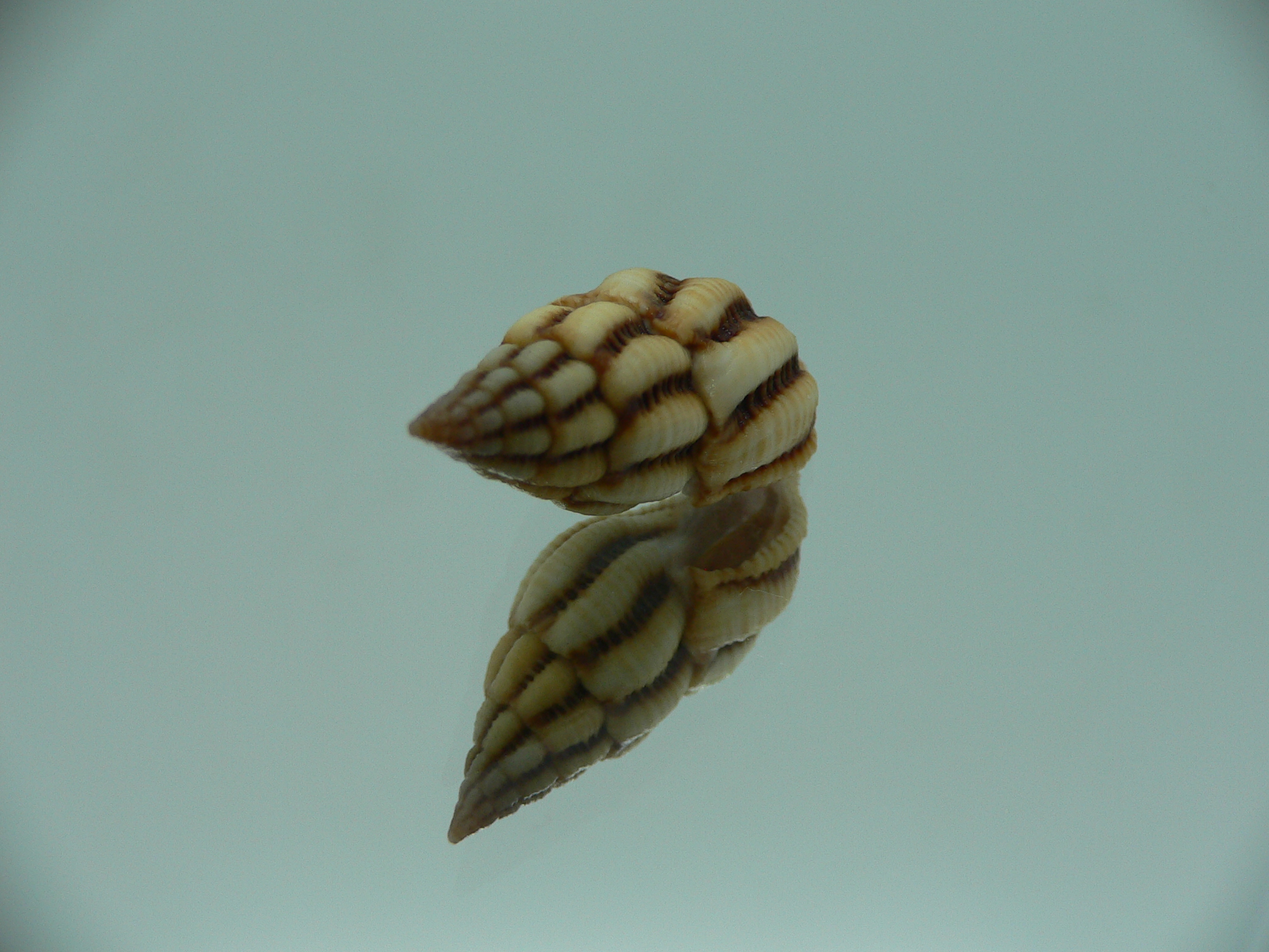 Peristernia reincarnata VERY BIG & SUPER