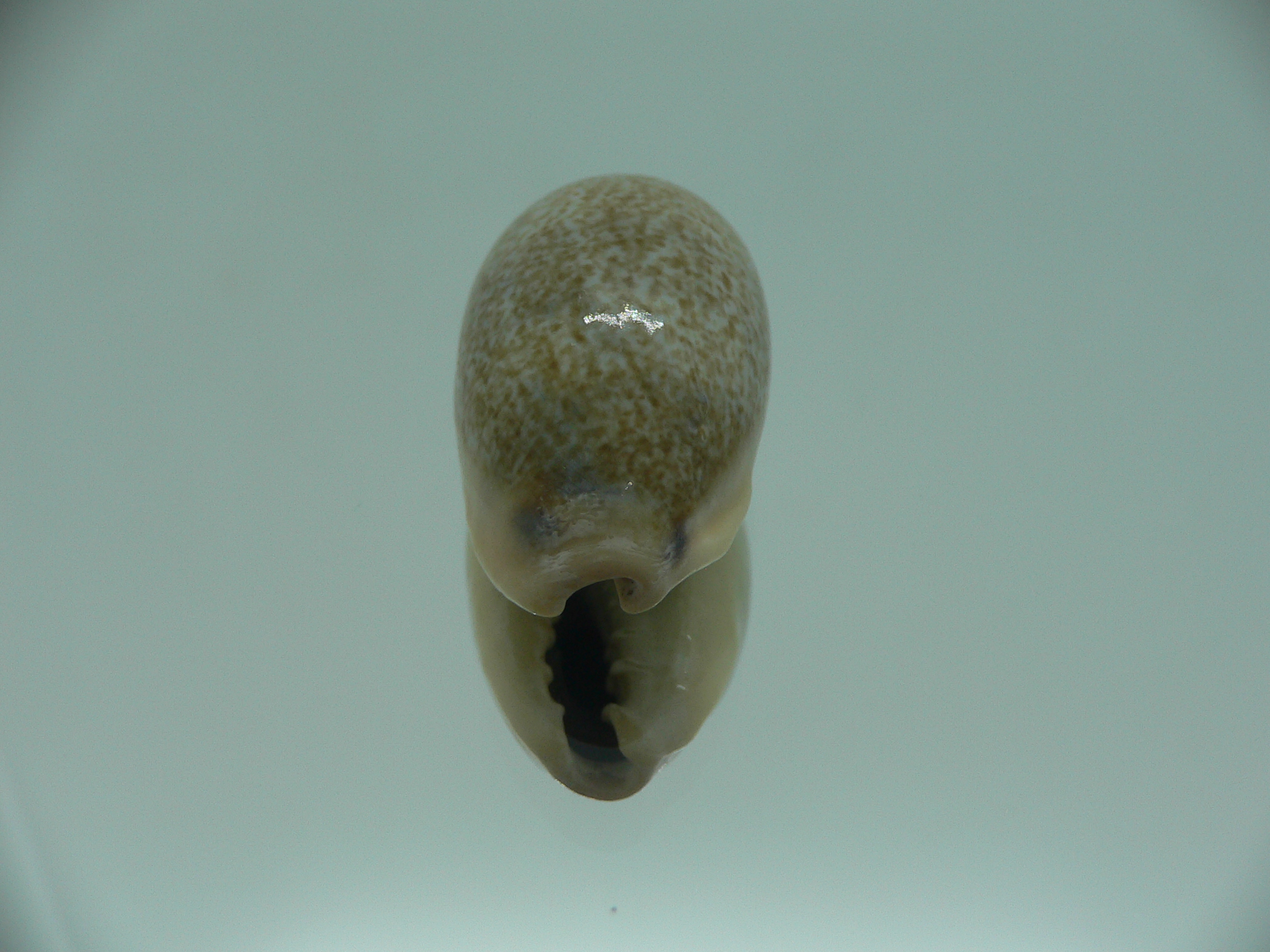 Cypraea caerulescens GIANT