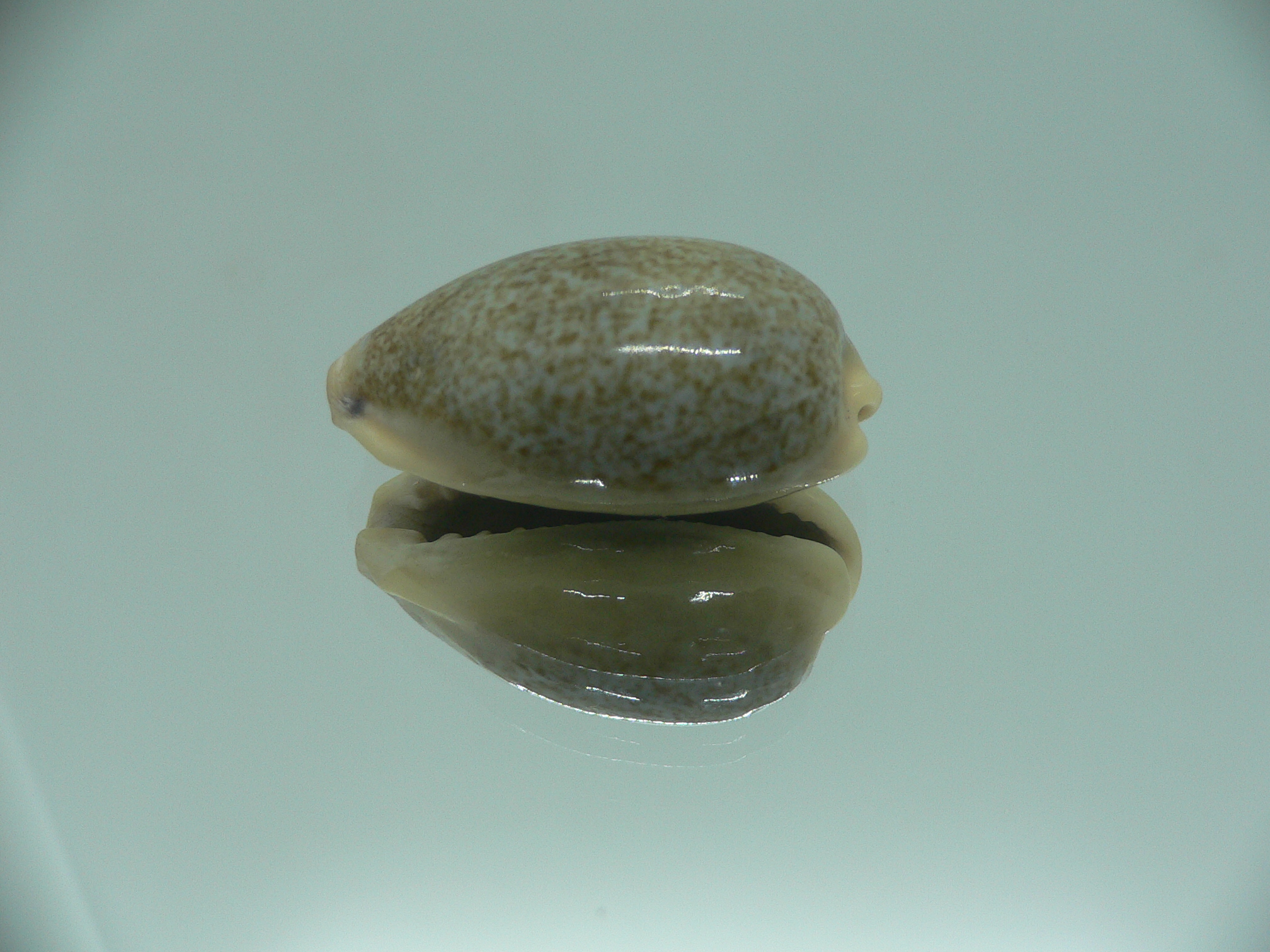 Cypraea caerulescens GIANT