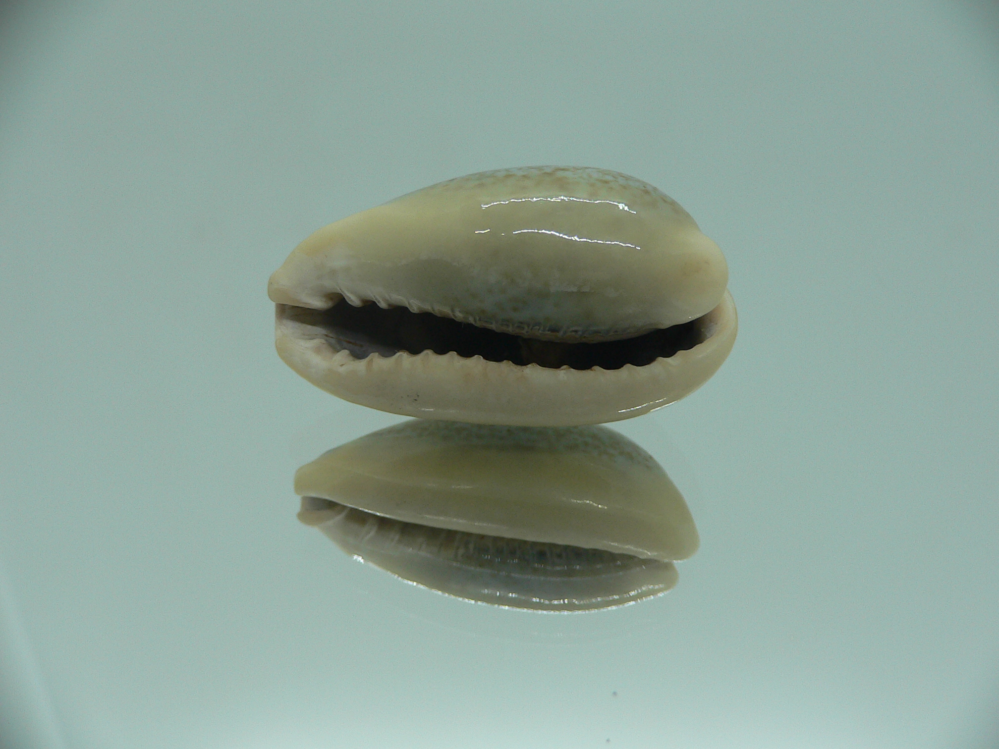 Cypraea caerulescens GIANT