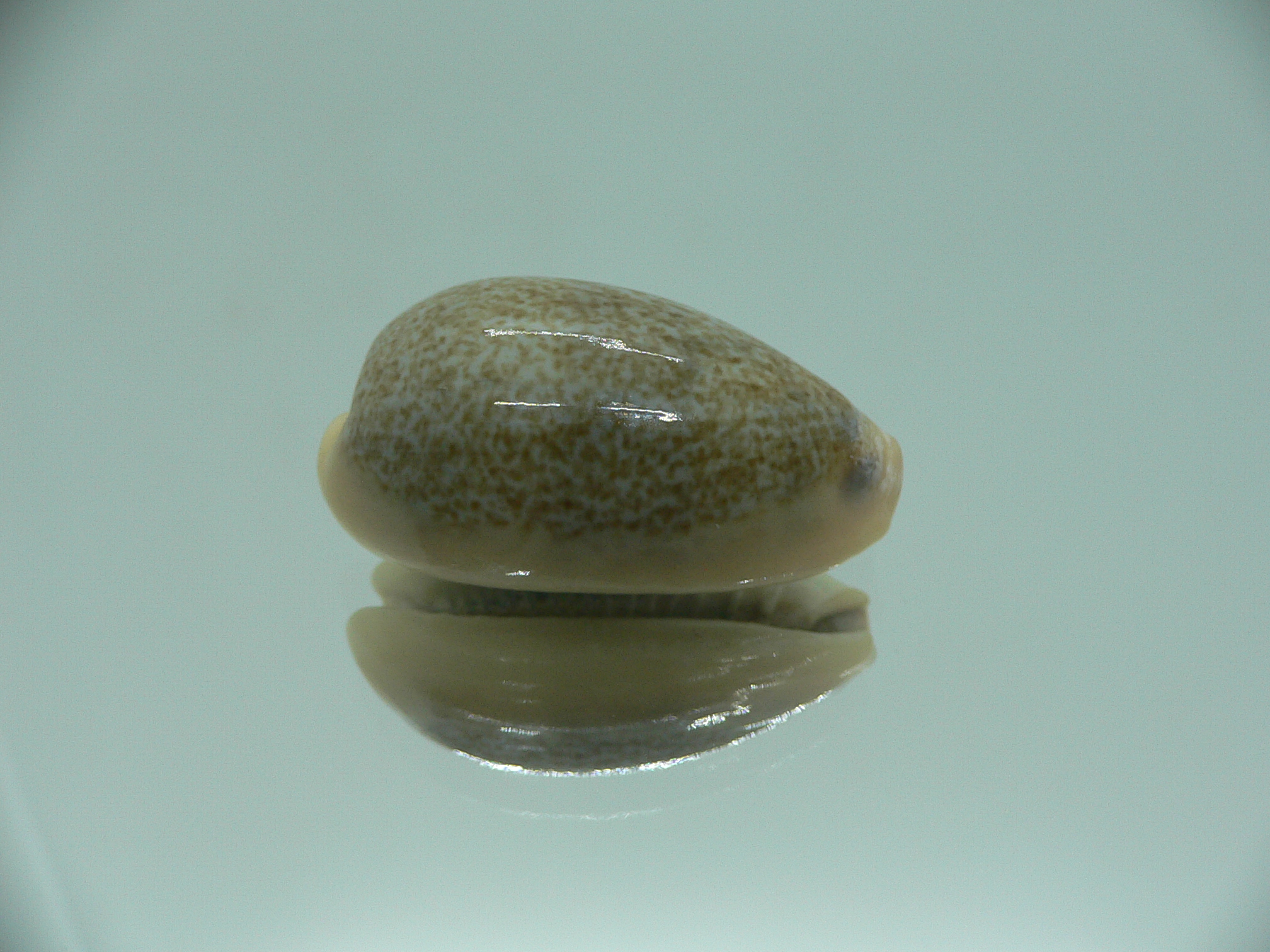 Cypraea caerulescens GIANT