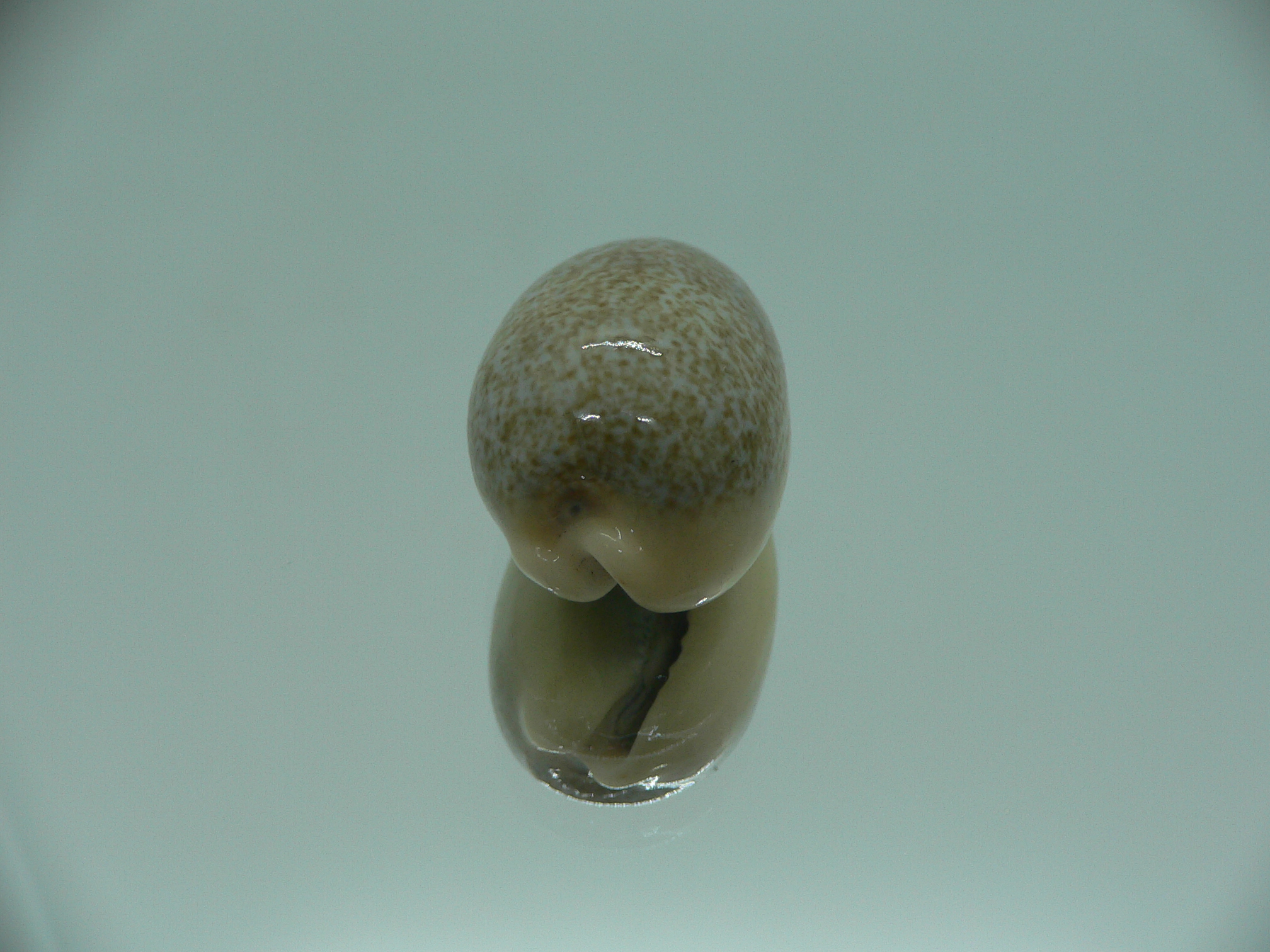 Cypraea caerulescens GIANT