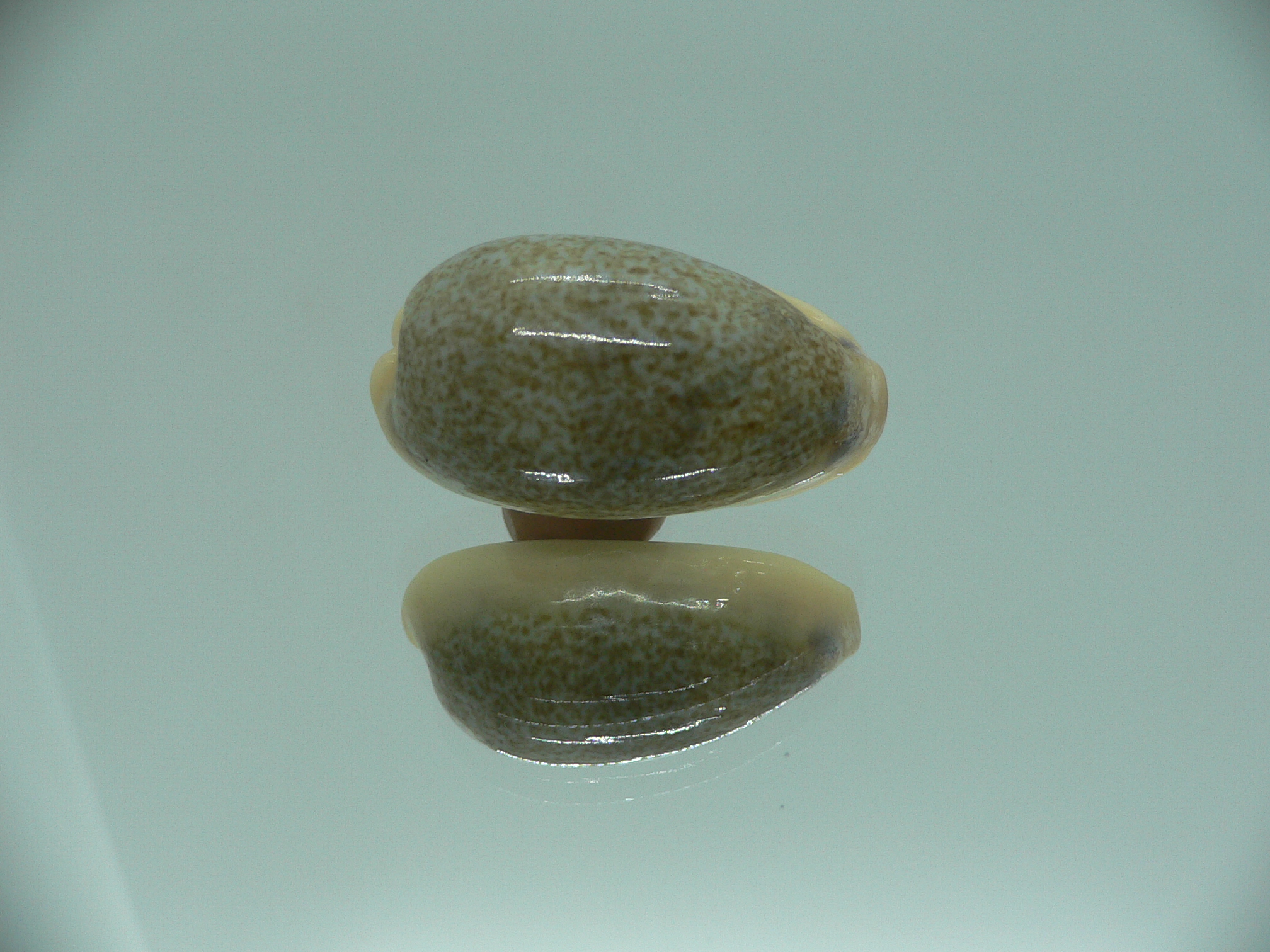 Cypraea caerulescens GIANT