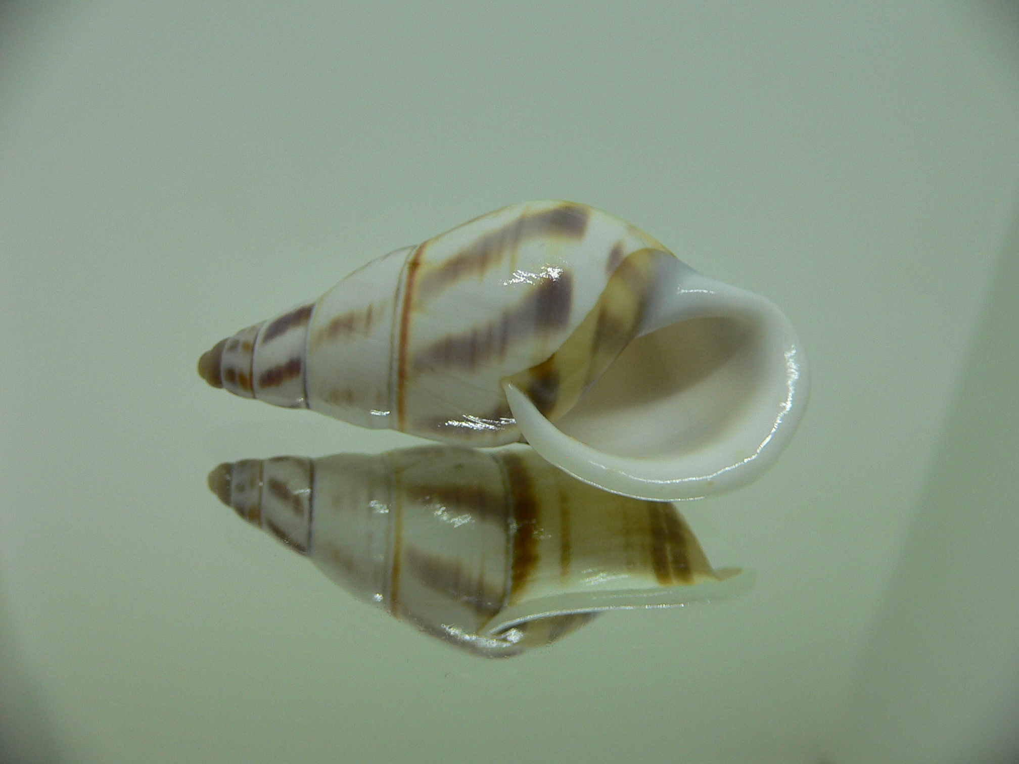 Amphidromus contrarius hanieli VERY BIG