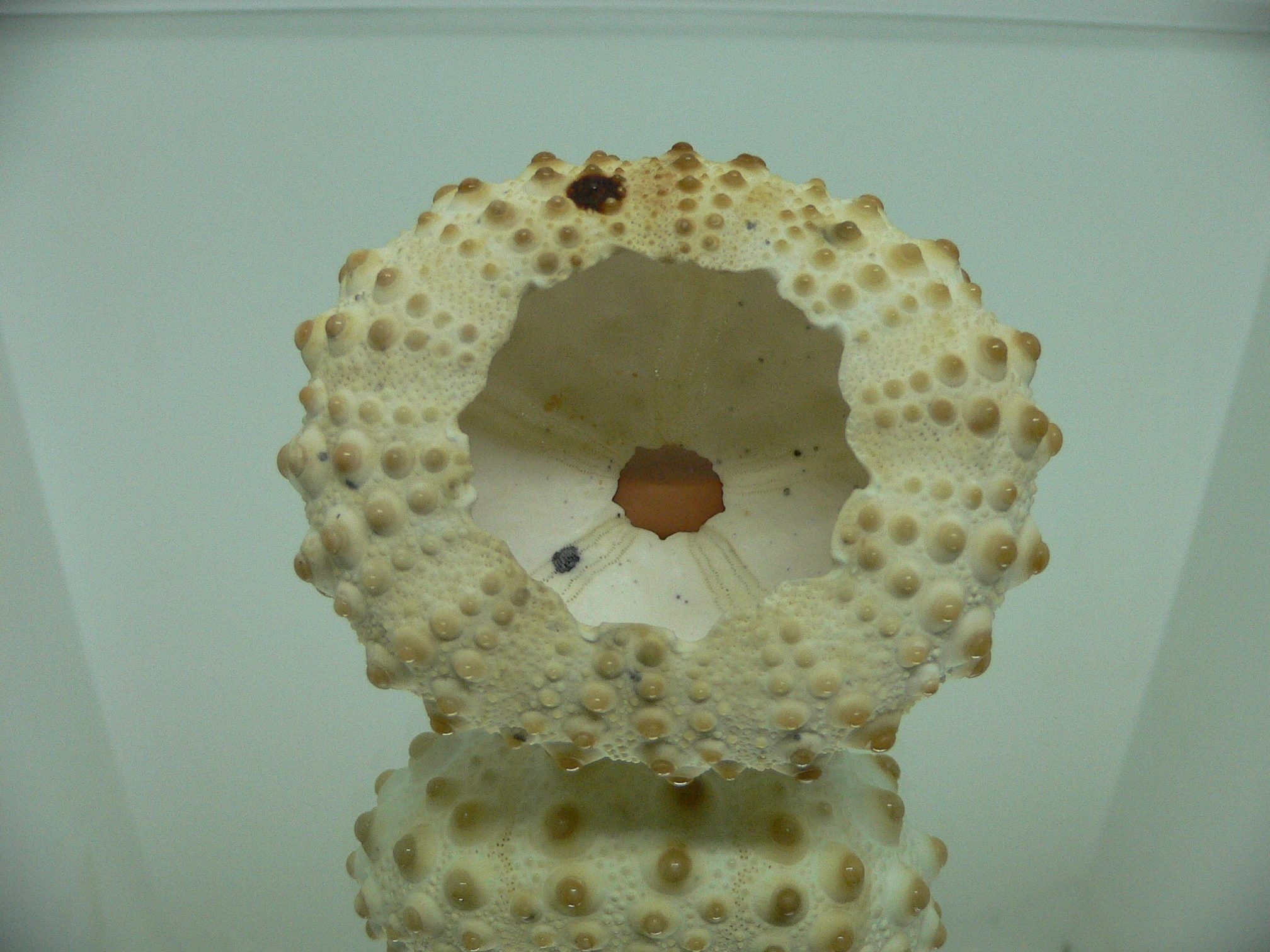 Sea Urchin SP.