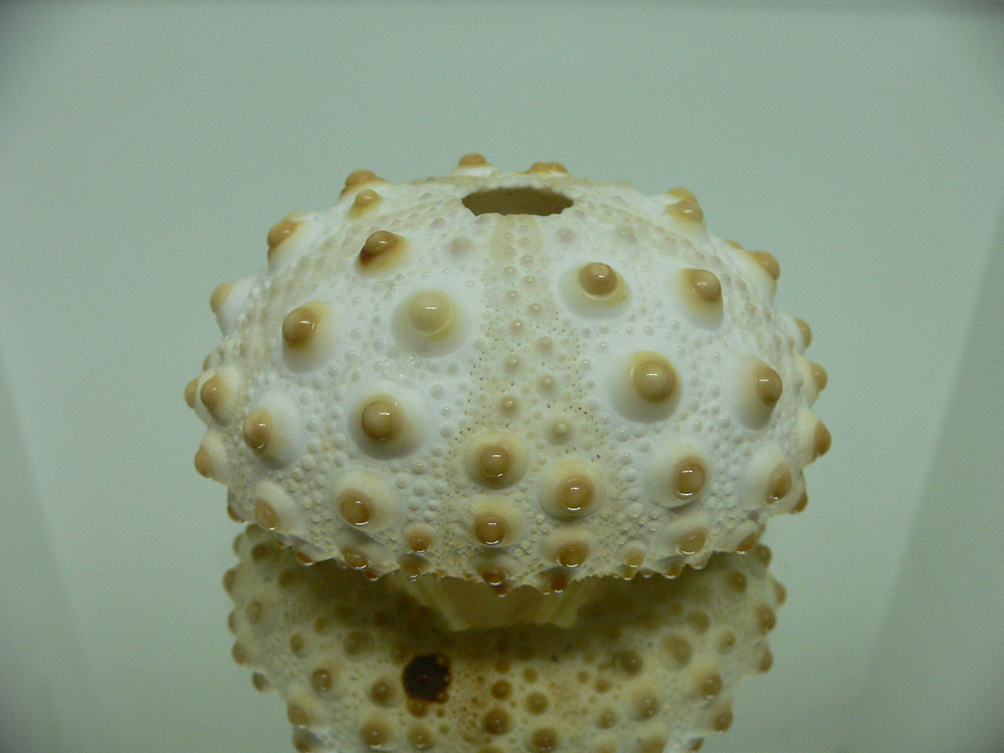 Sea Urchin SP.