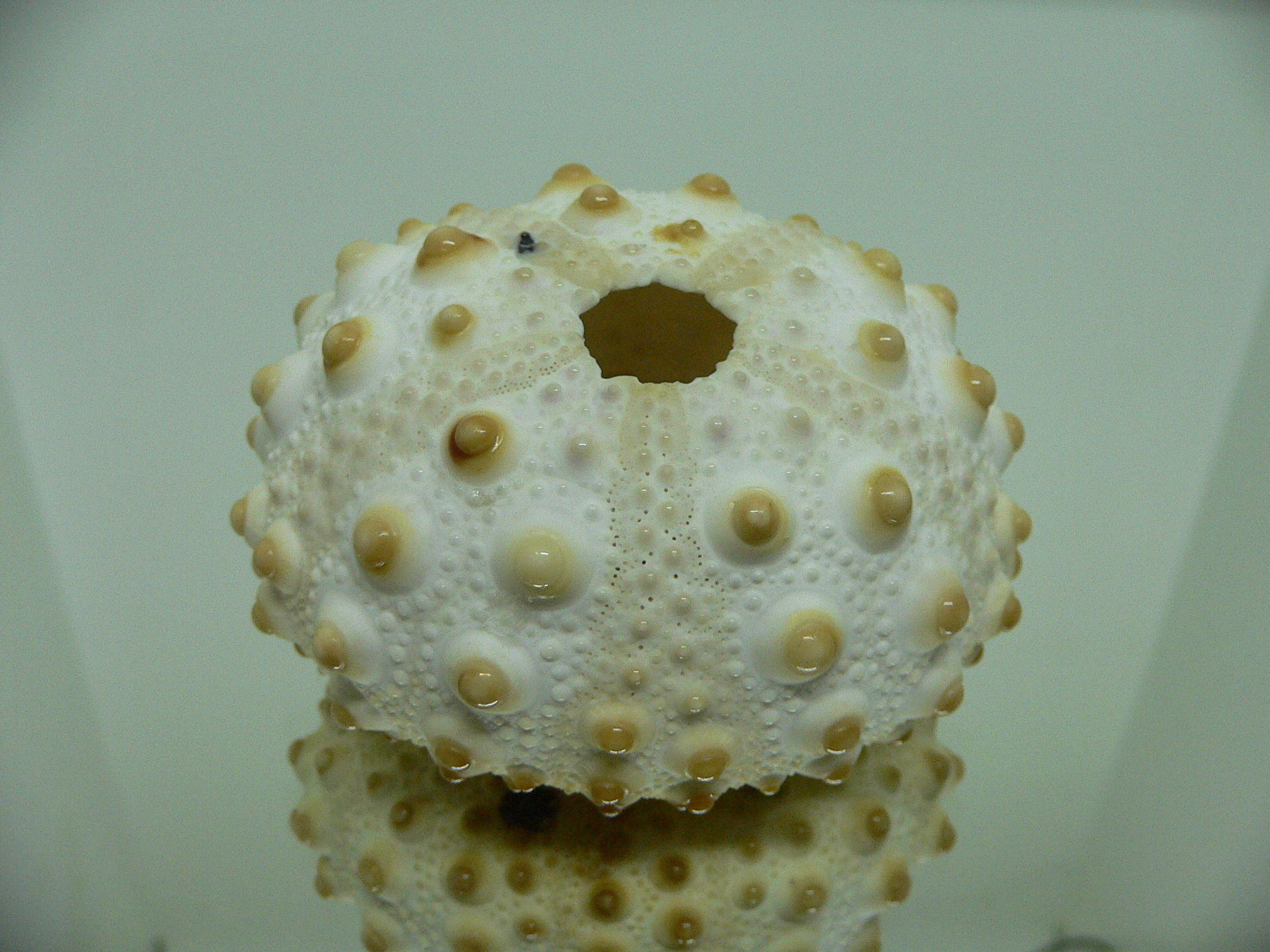 Sea Urchin SP.