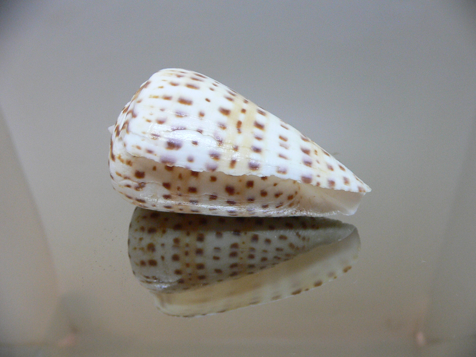 Conus byssinus