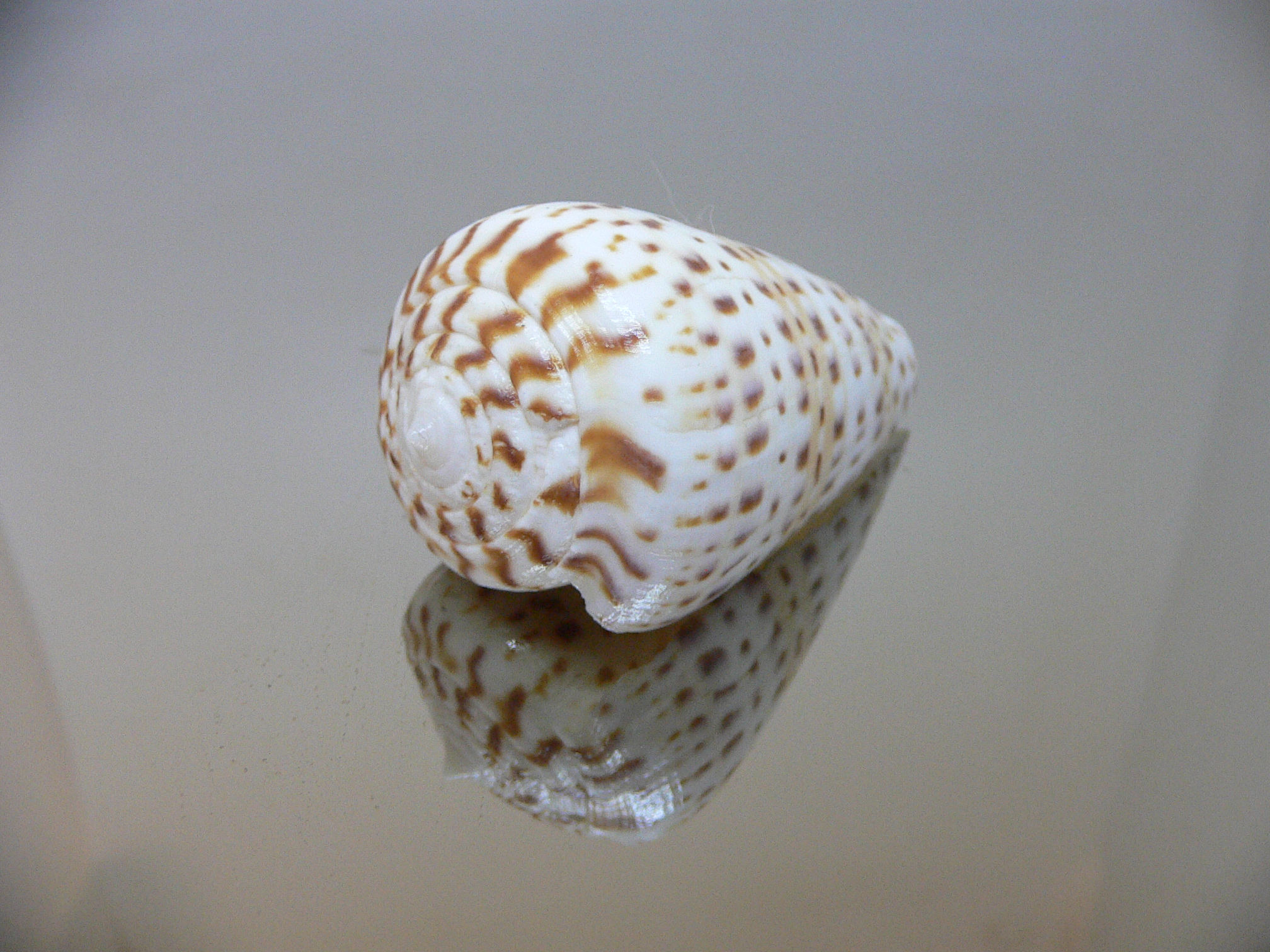 Conus byssinus