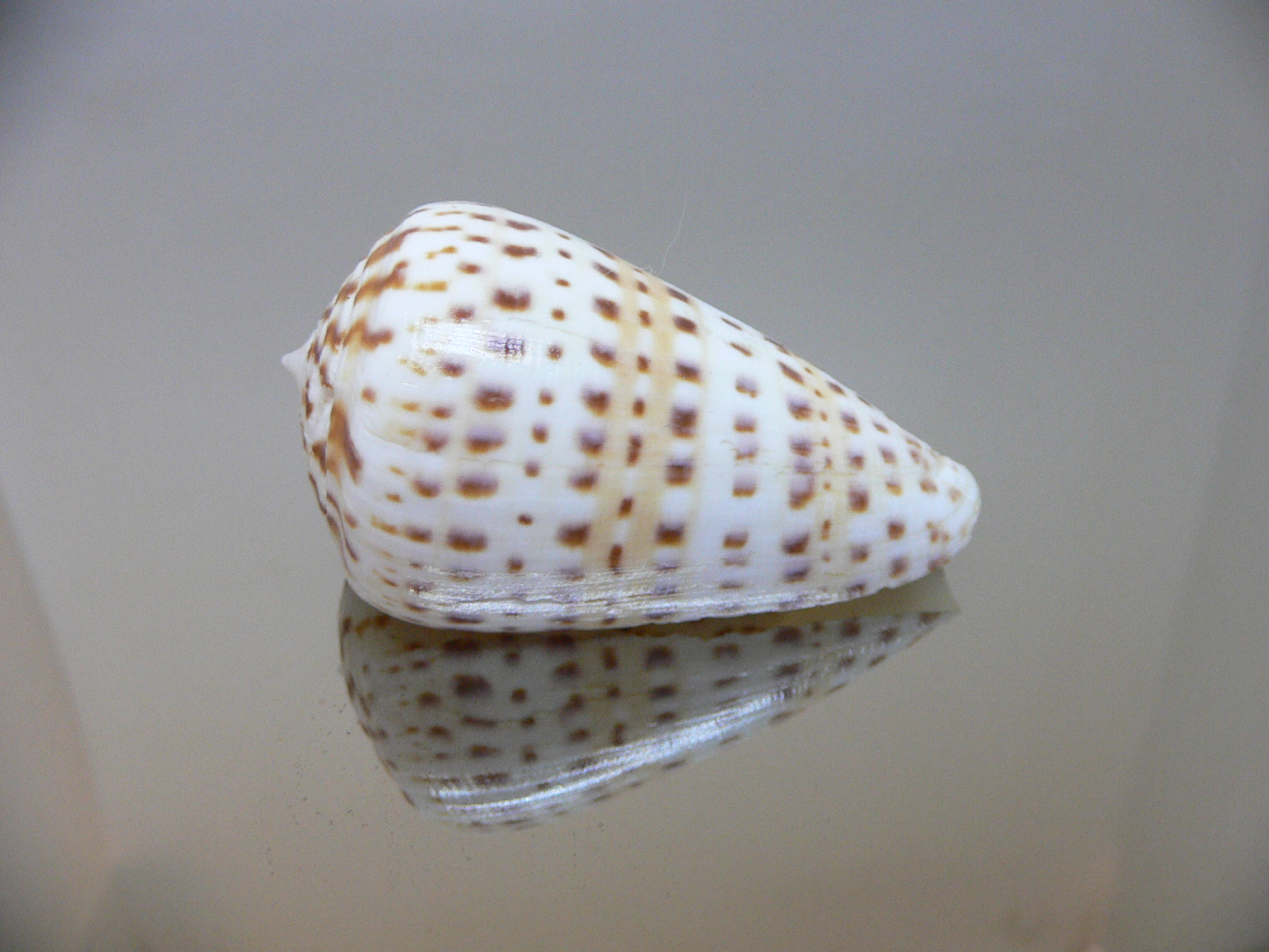 Conus byssinus