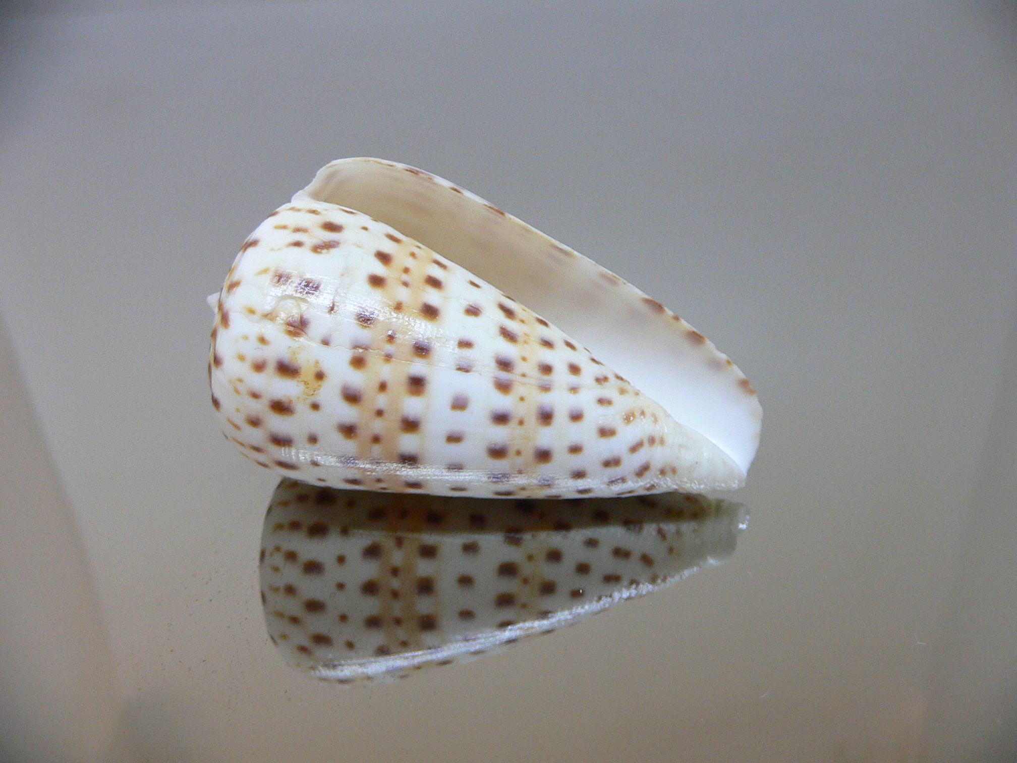 Conus byssinus