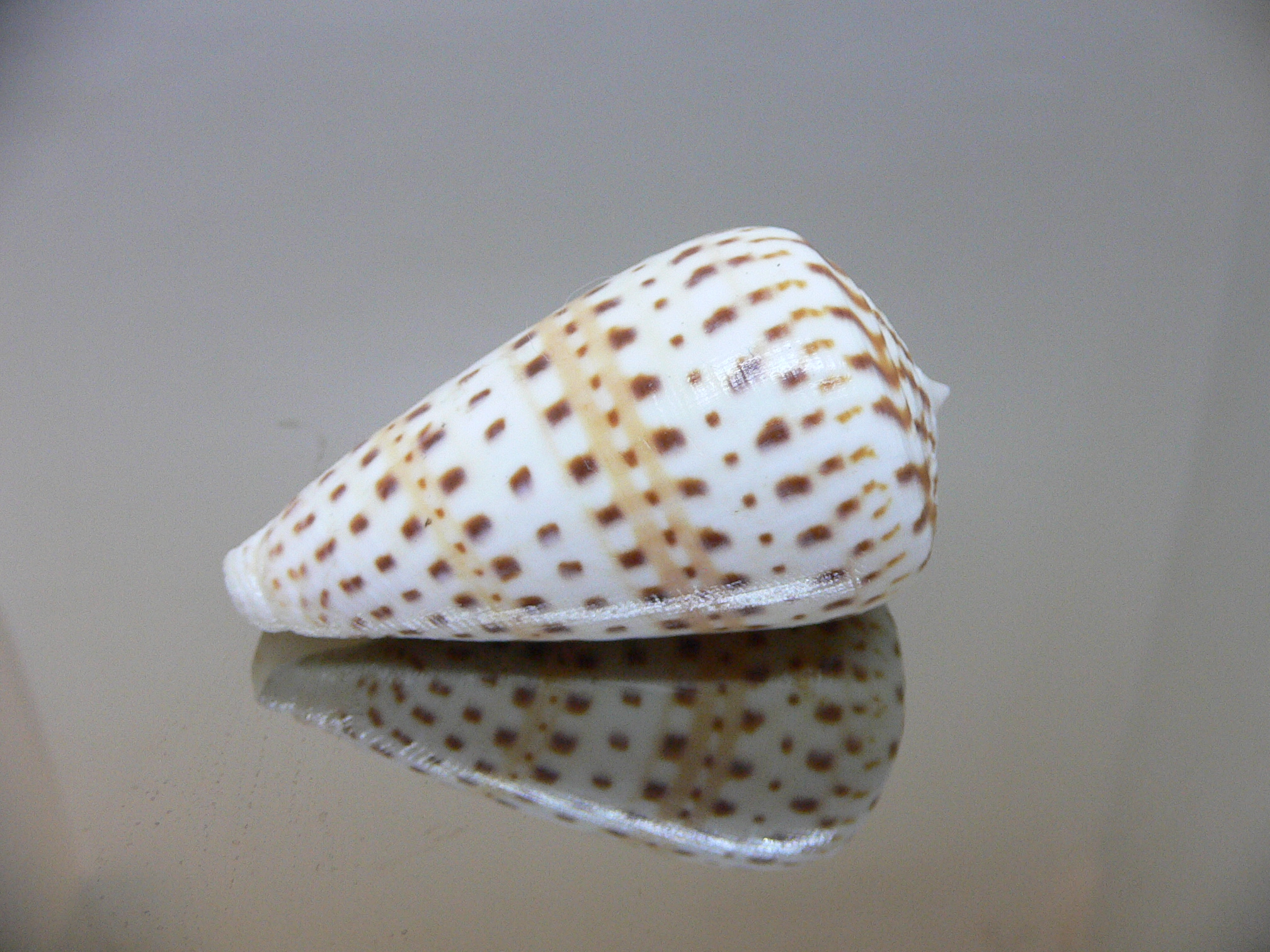 Conus byssinus