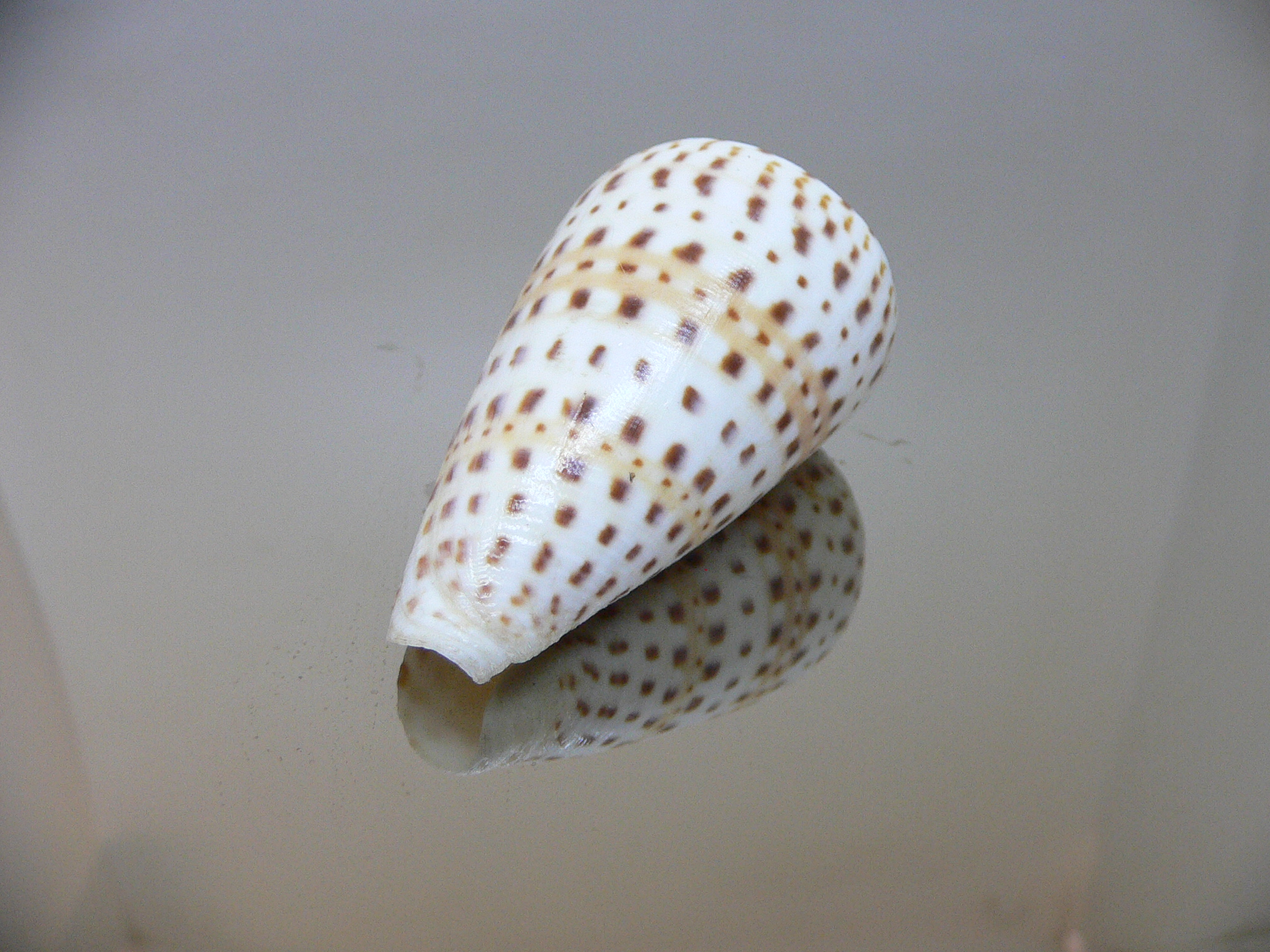 Conus byssinus