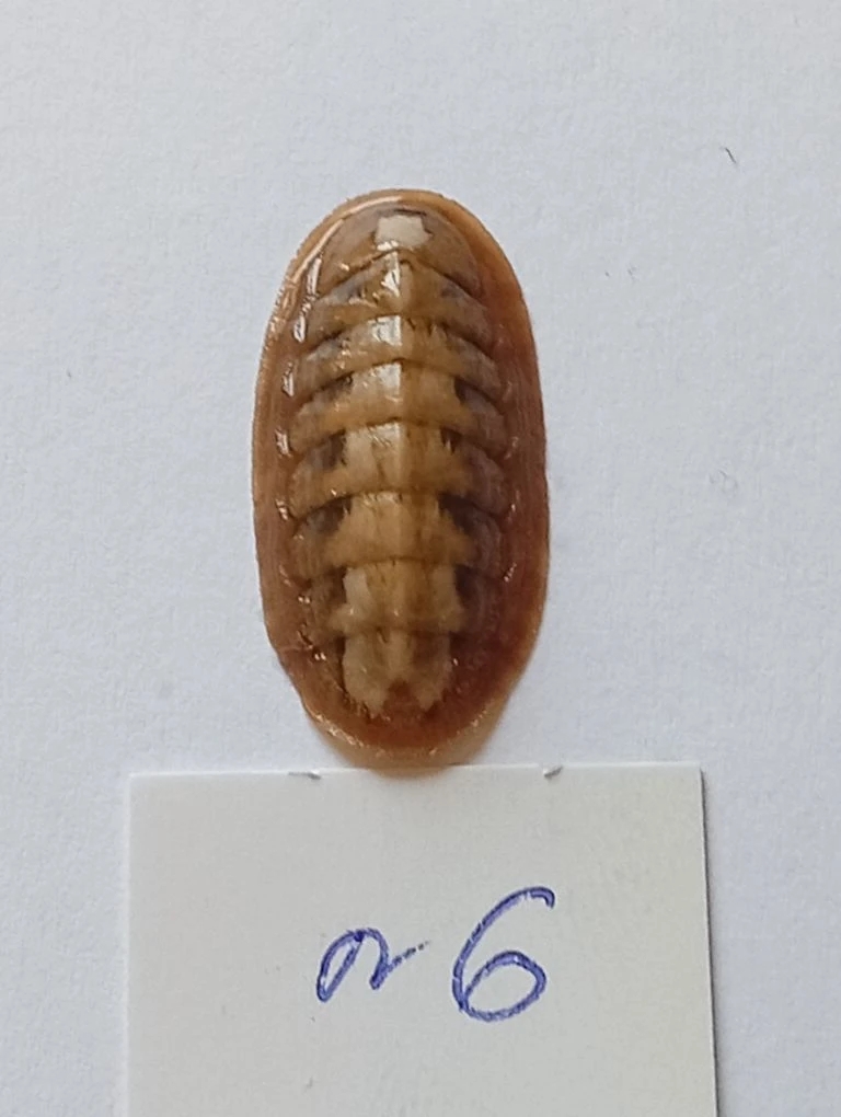 Ischnochiton elondatus ENDEMIC 6