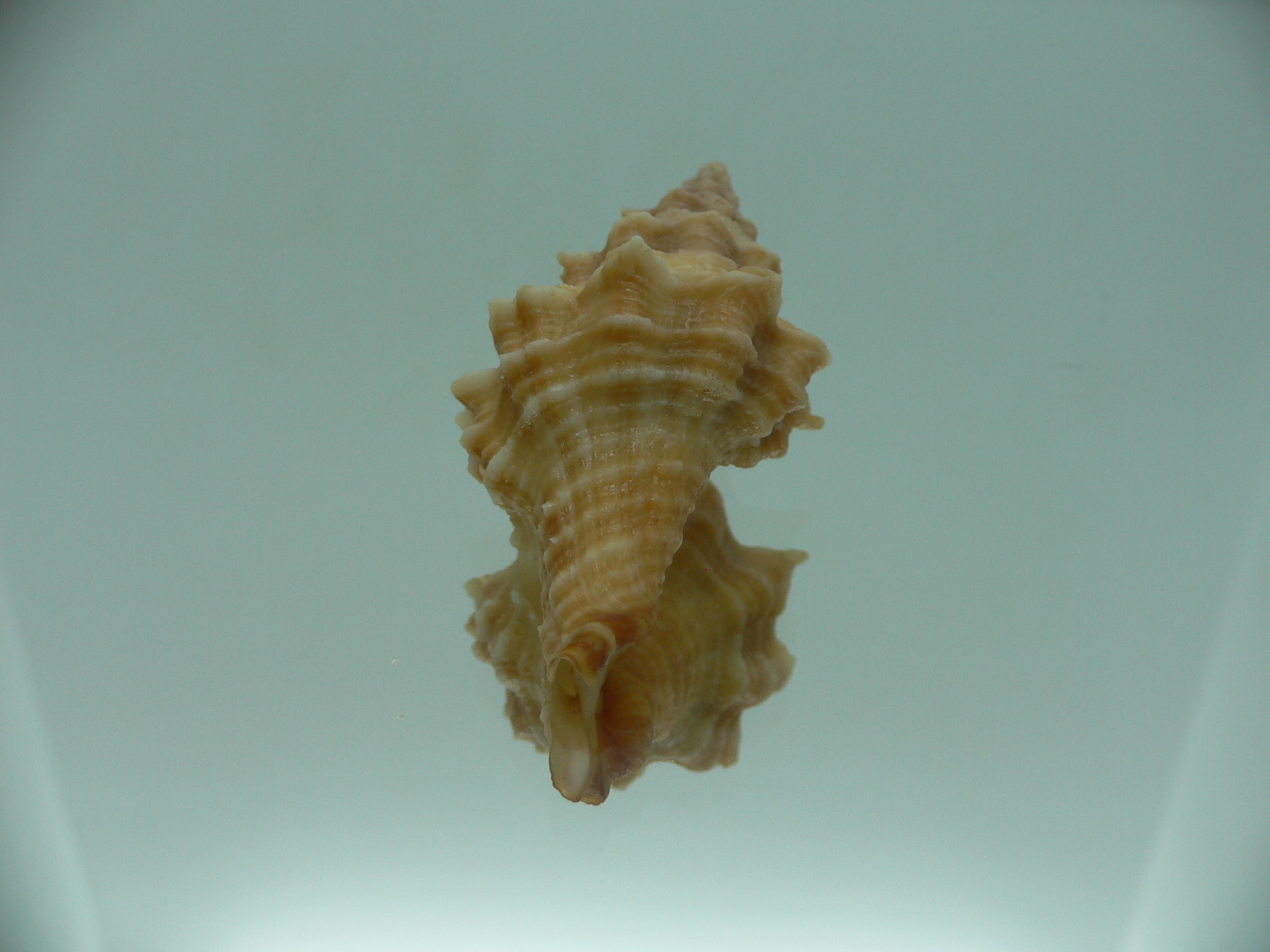 Hemipolygona armatus