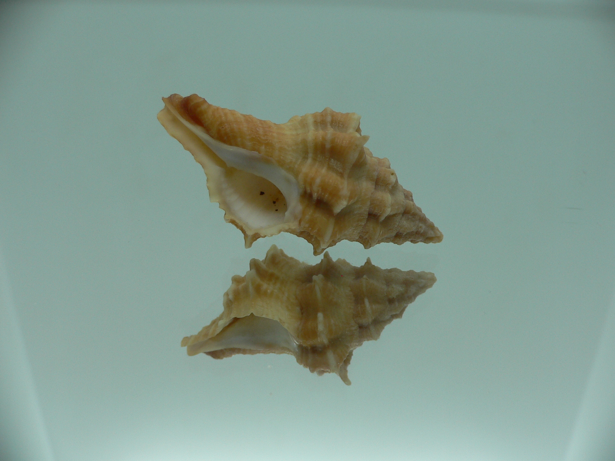 Hemipolygona armatus