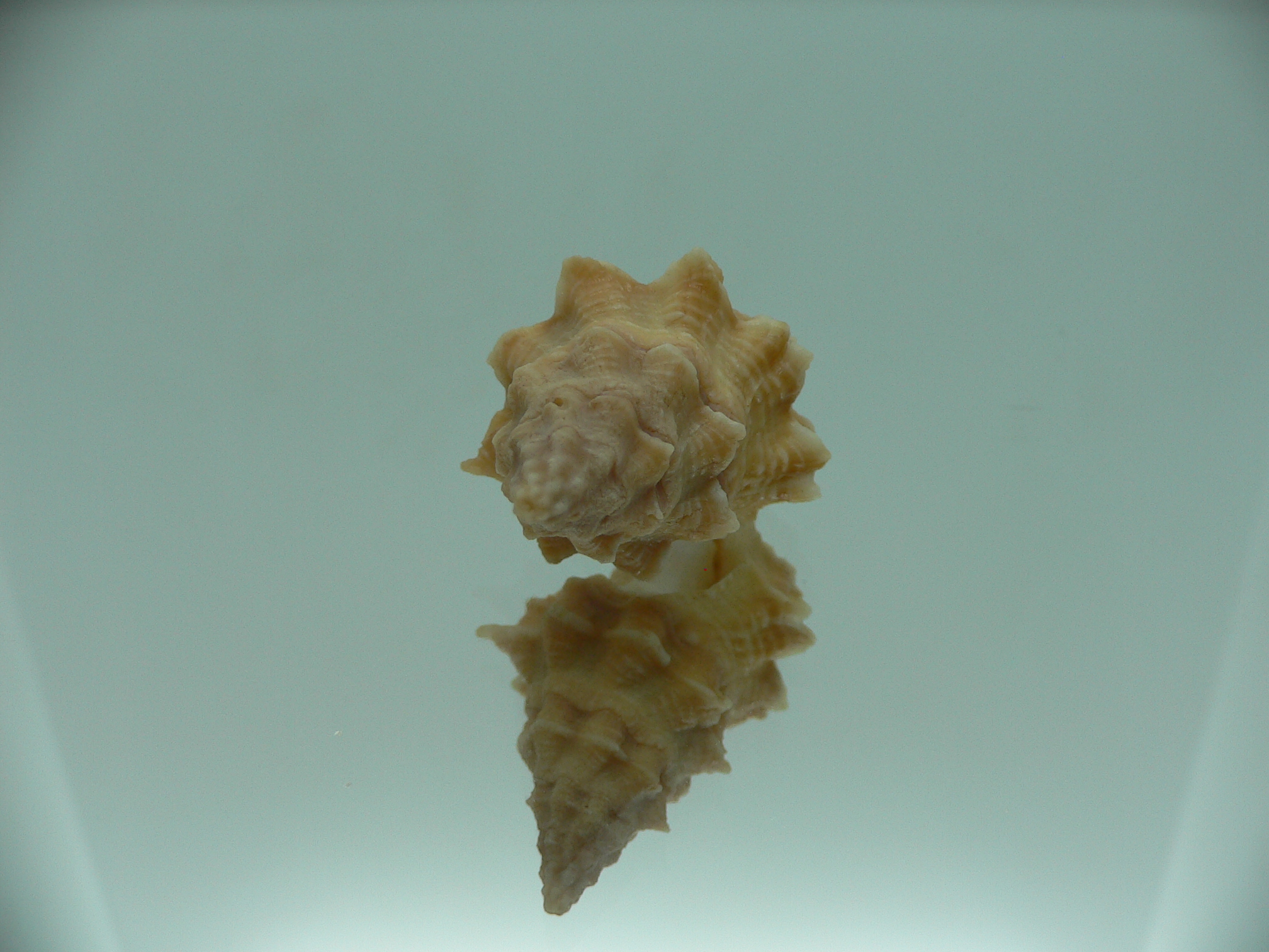 Hemipolygona armatus