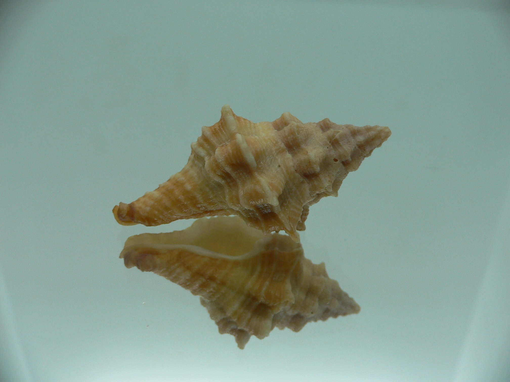 Hemipolygona armatus