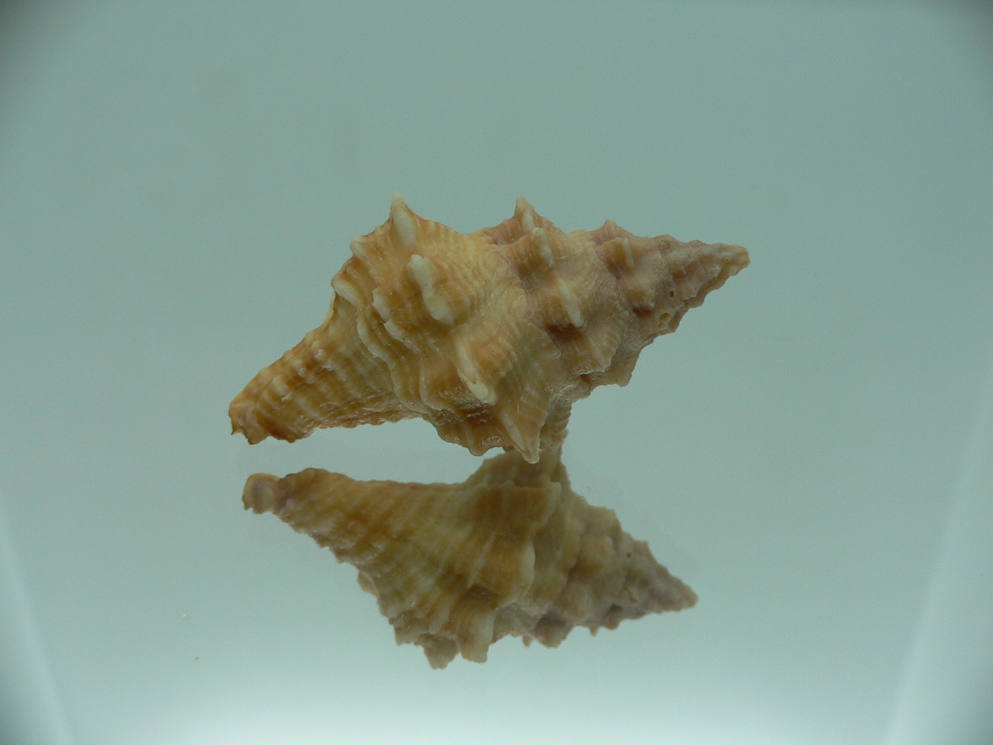 Hemipolygona armatus