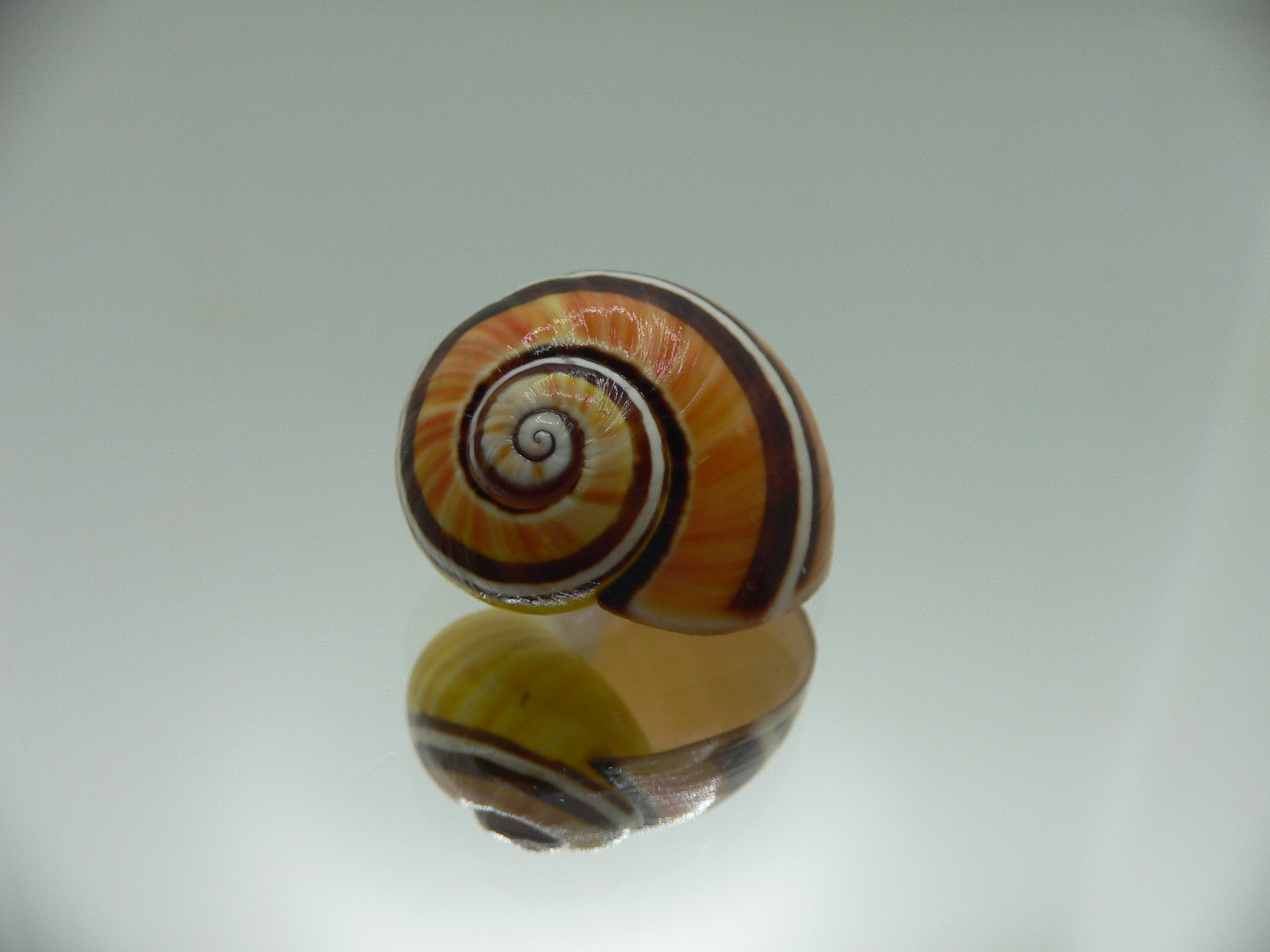 Polymita picta Sp. UNUSUAL