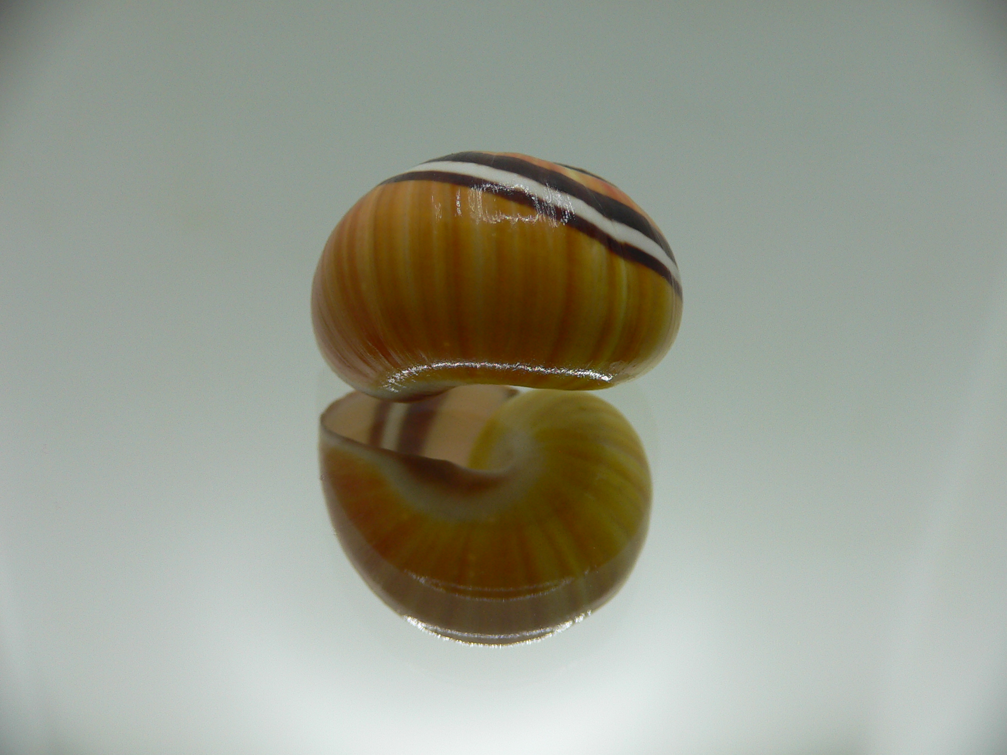 Polymita picta Sp. UNUSUAL