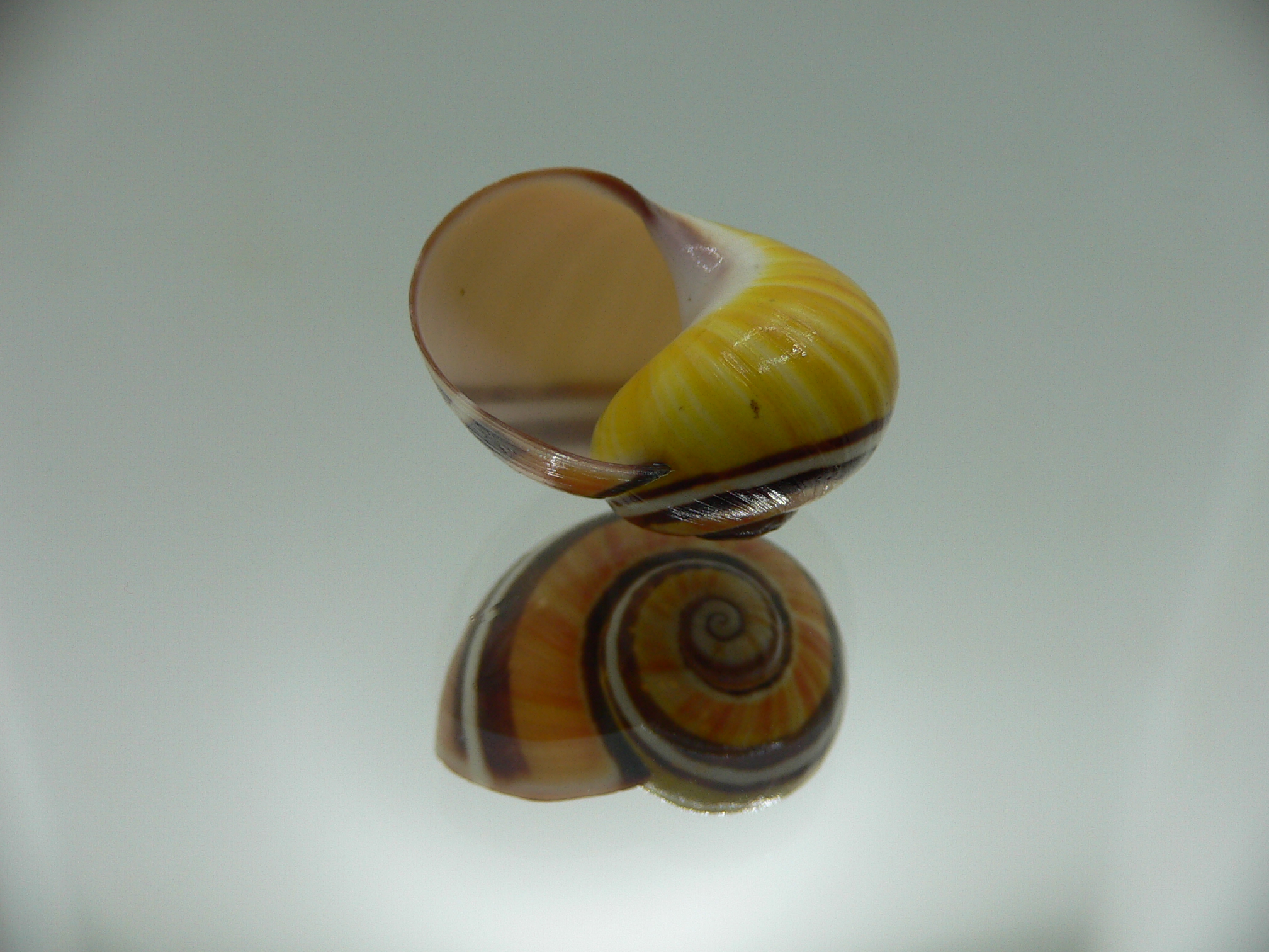 Polymita picta Sp. UNUSUAL