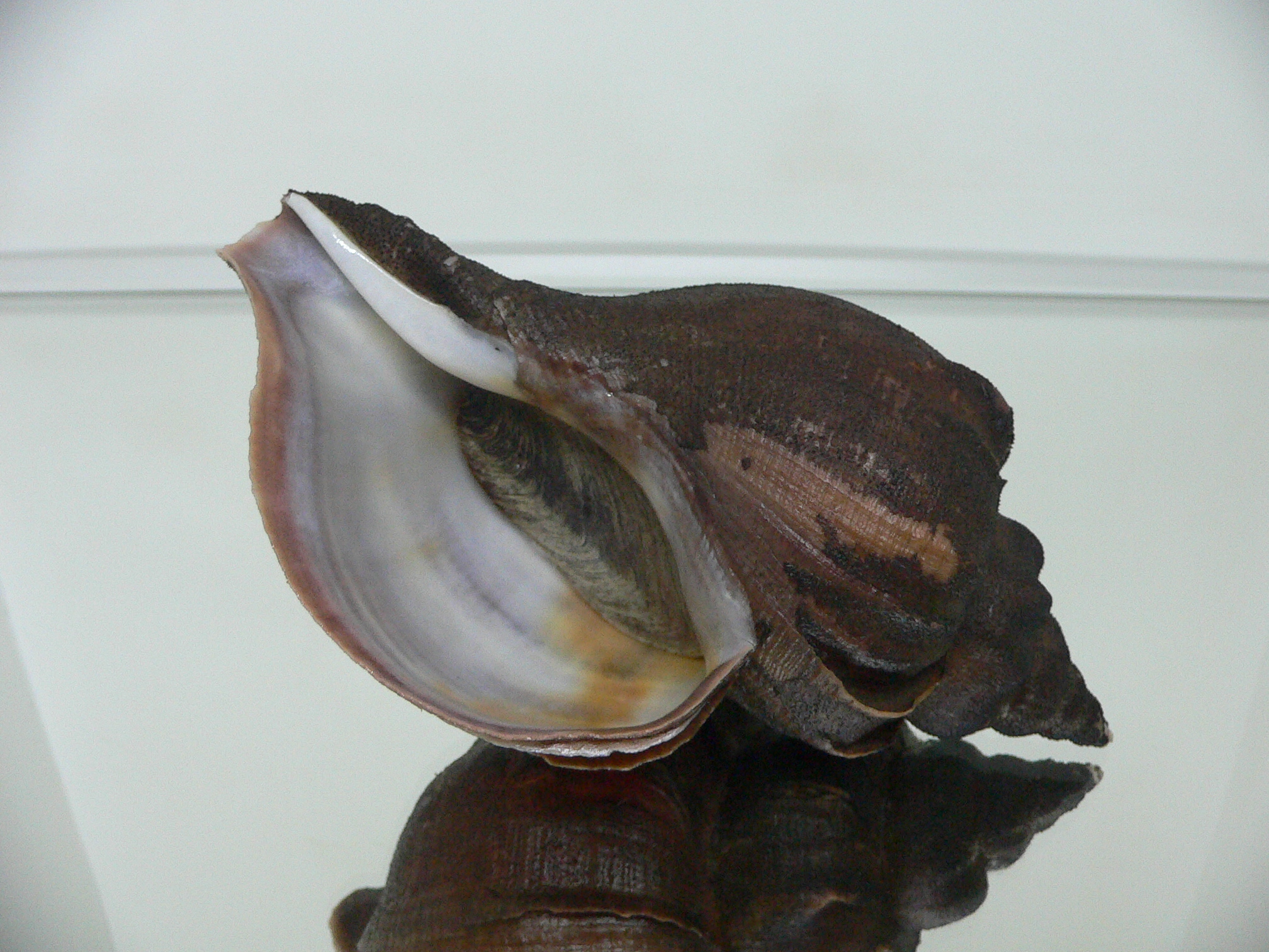 Neptunea constricta PERIOSTRACUM