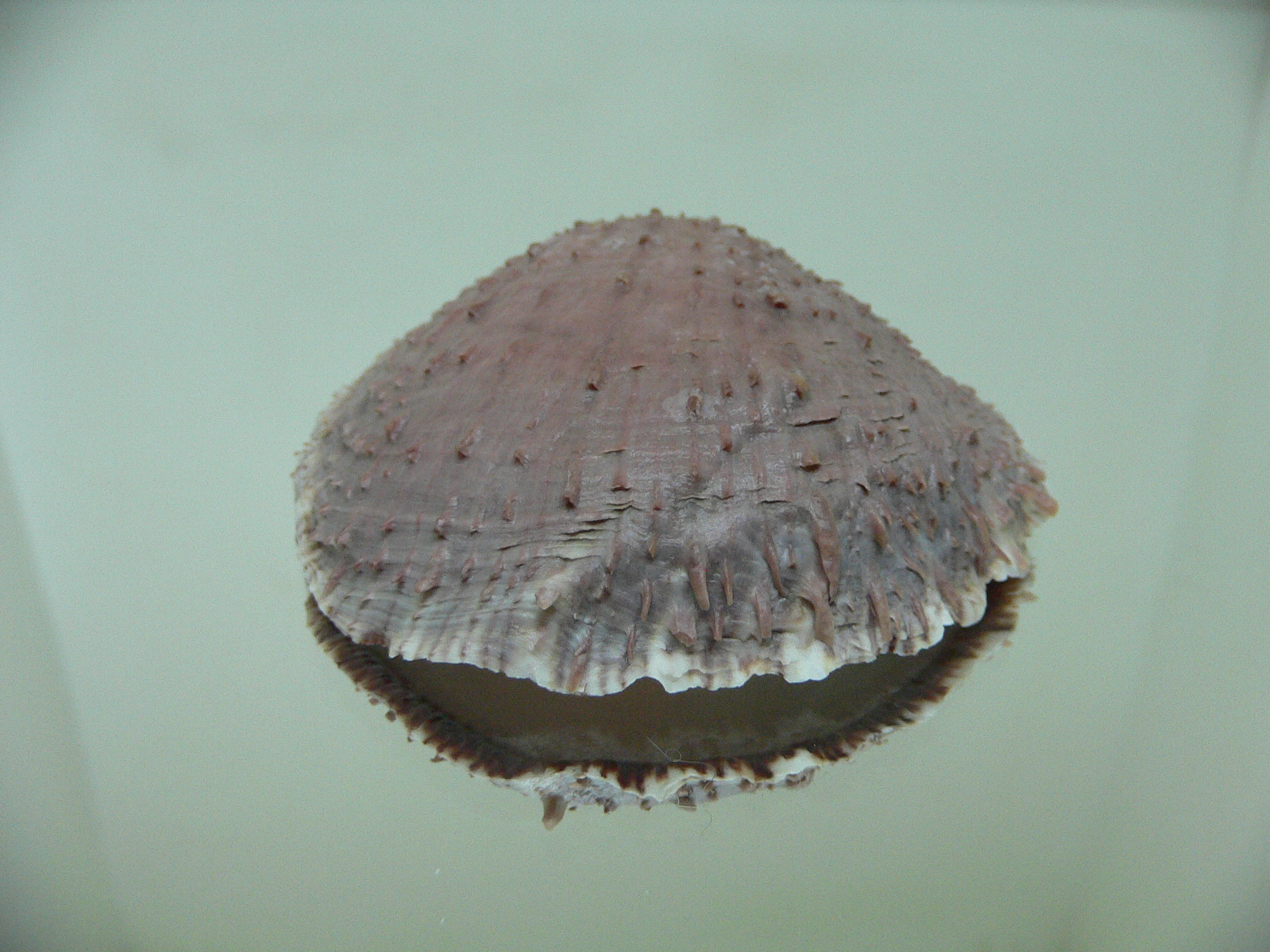 Spondylus affinis cf.???