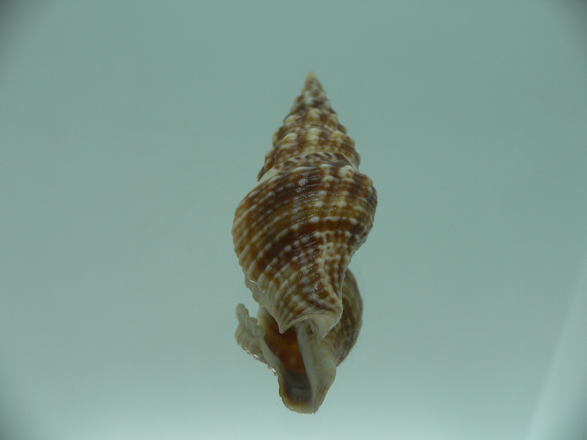 Funa variabilis
